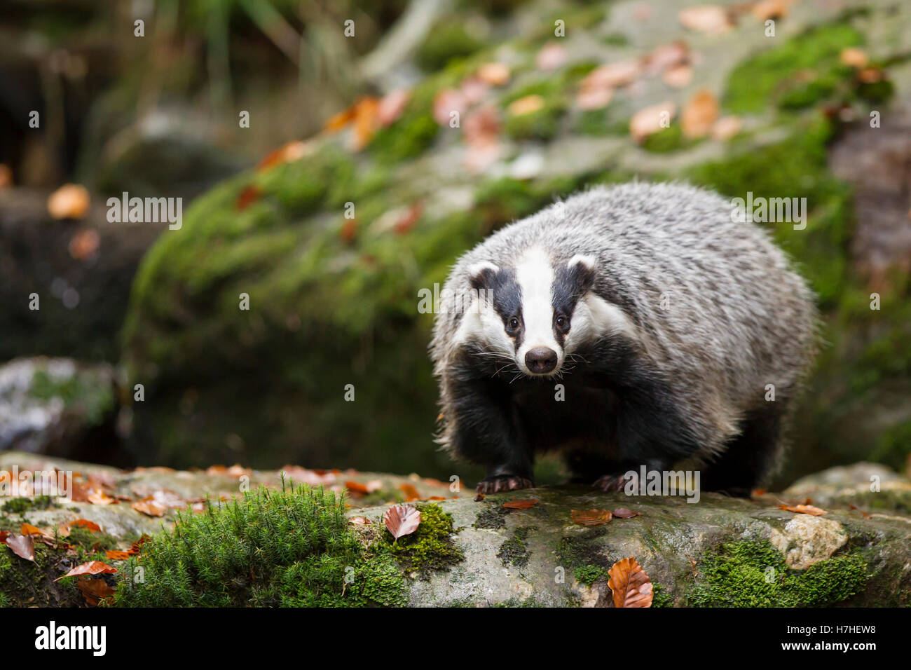 Dachs, Meles meles, European badger Stock Photo