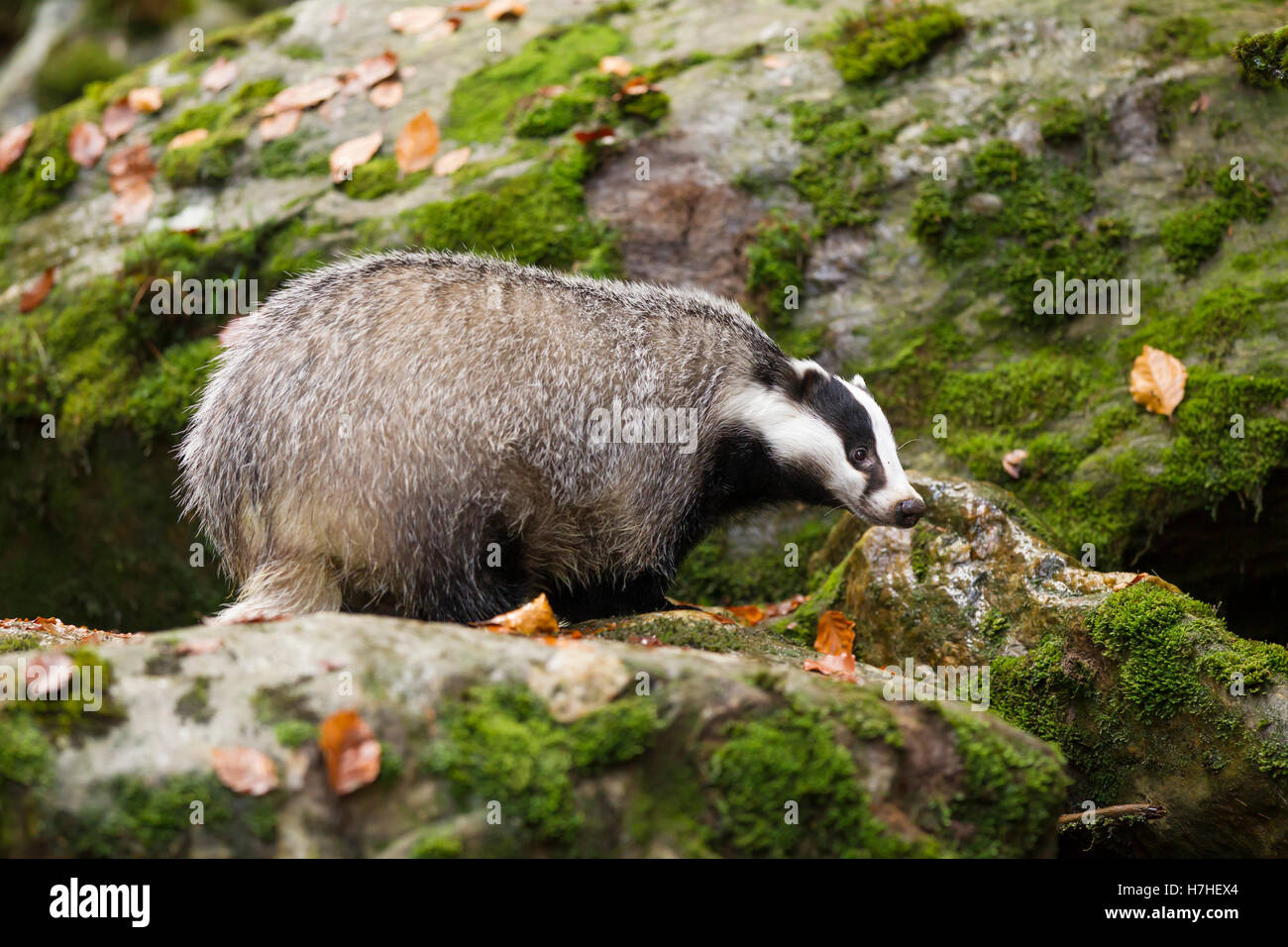Dachs, Meles meles, European badger Stock Photo