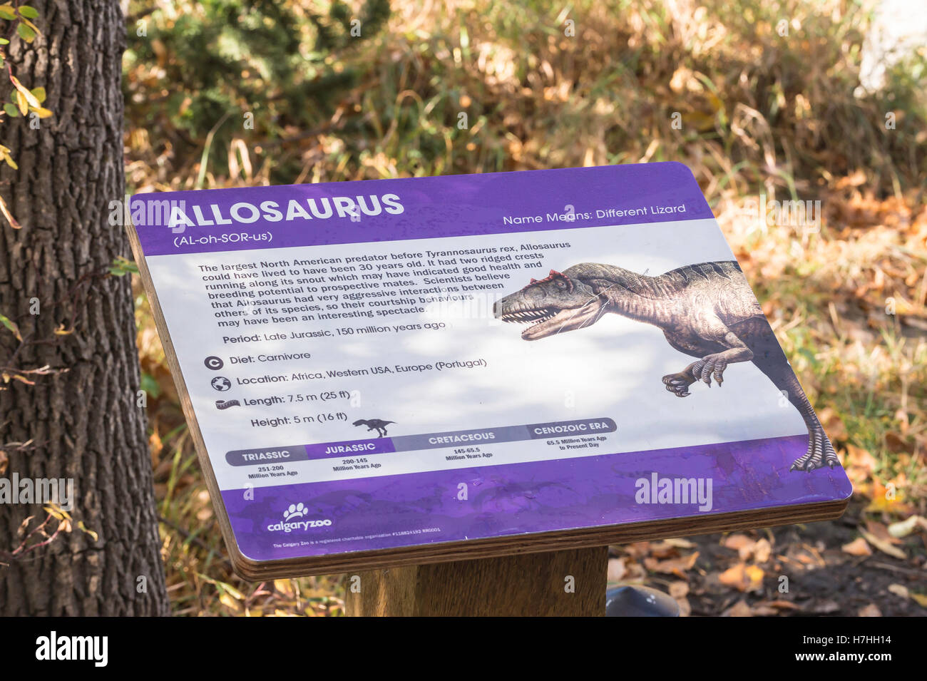Allosaurus, information sign for largest North American predator before T. rex Stock Photo