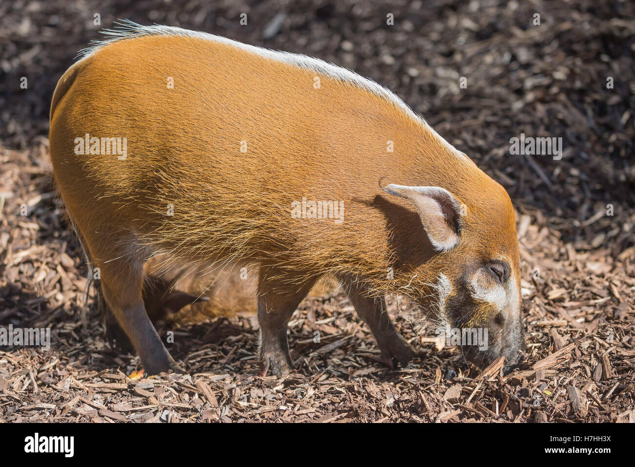 Red river hog, Potamochoerus porcus, bush pig, native to Africa; Congo Stock Photo