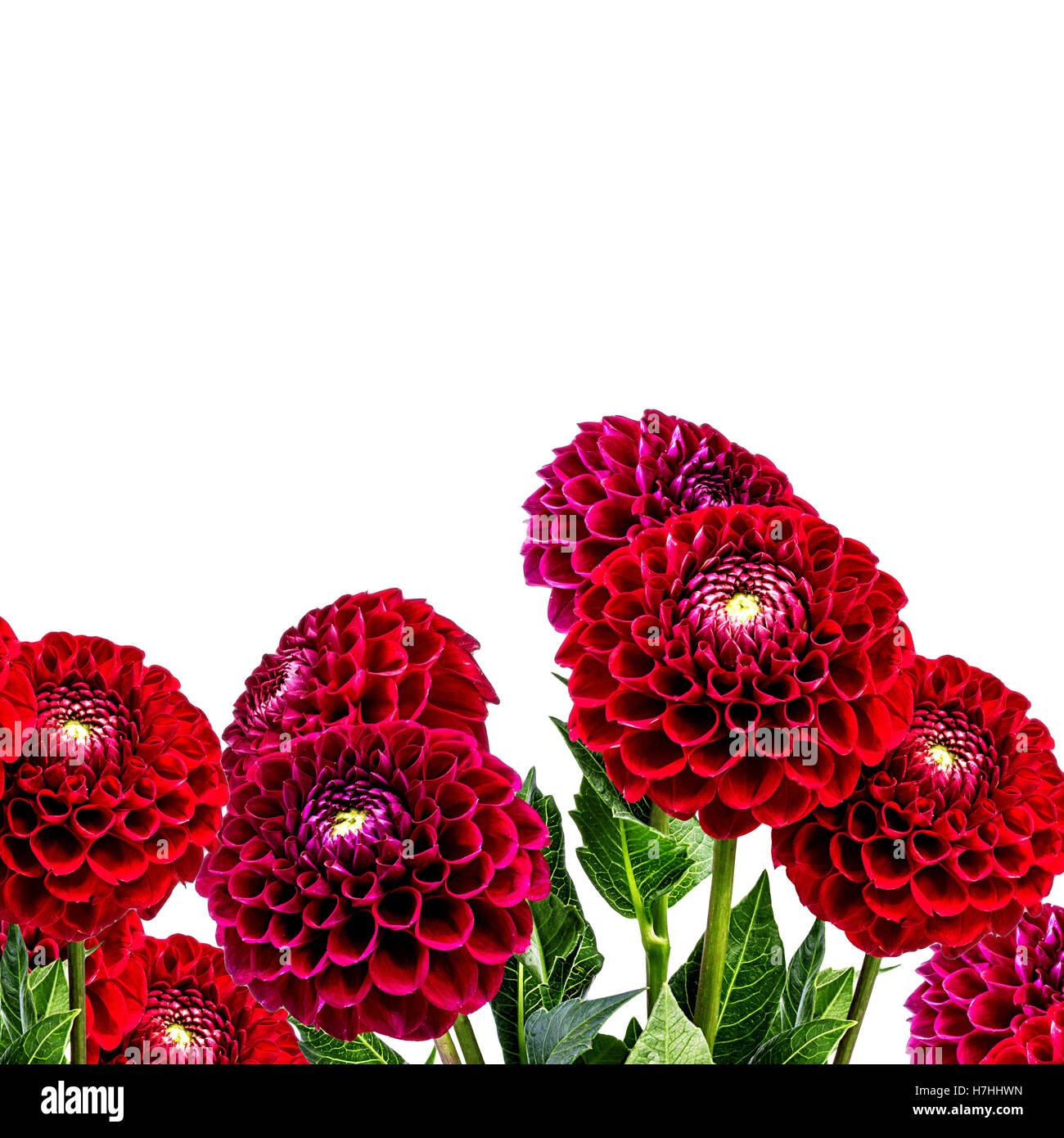 dahlia isolated on white background Stock Photo - Alamy
