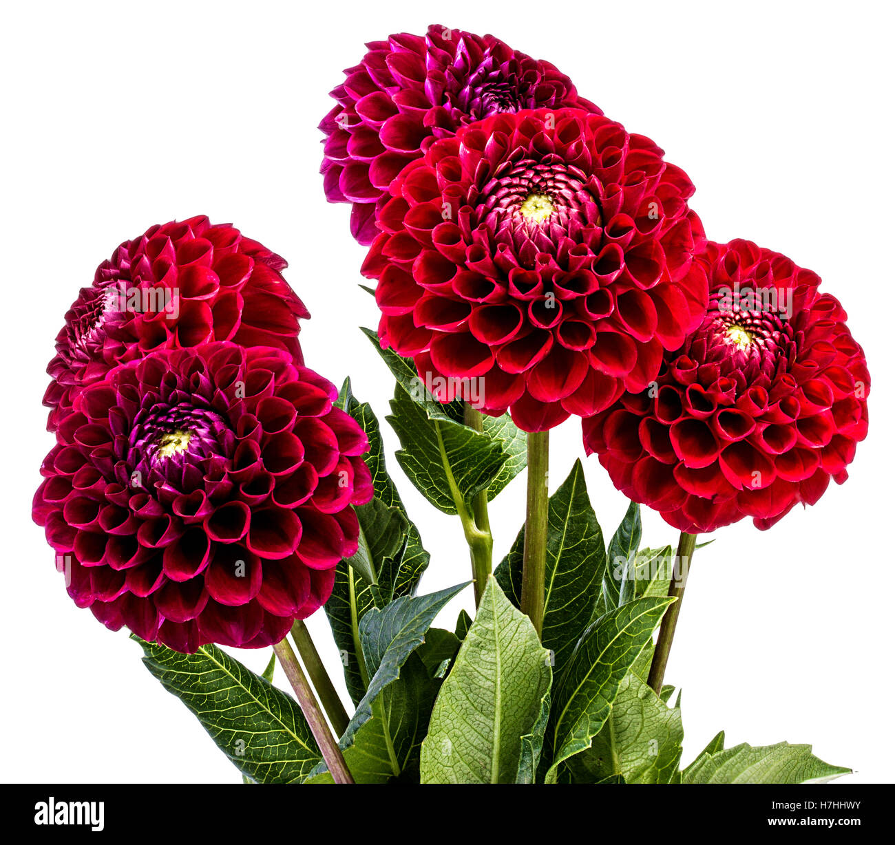 dahlia isolated on white background Stock Photo - Alamy