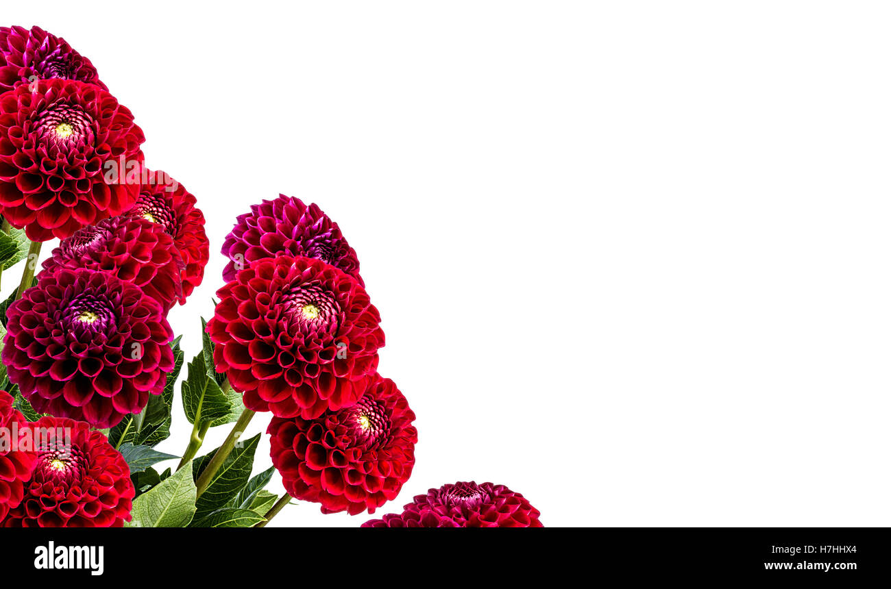 dahlia isolated on white background Stock Photo - Alamy