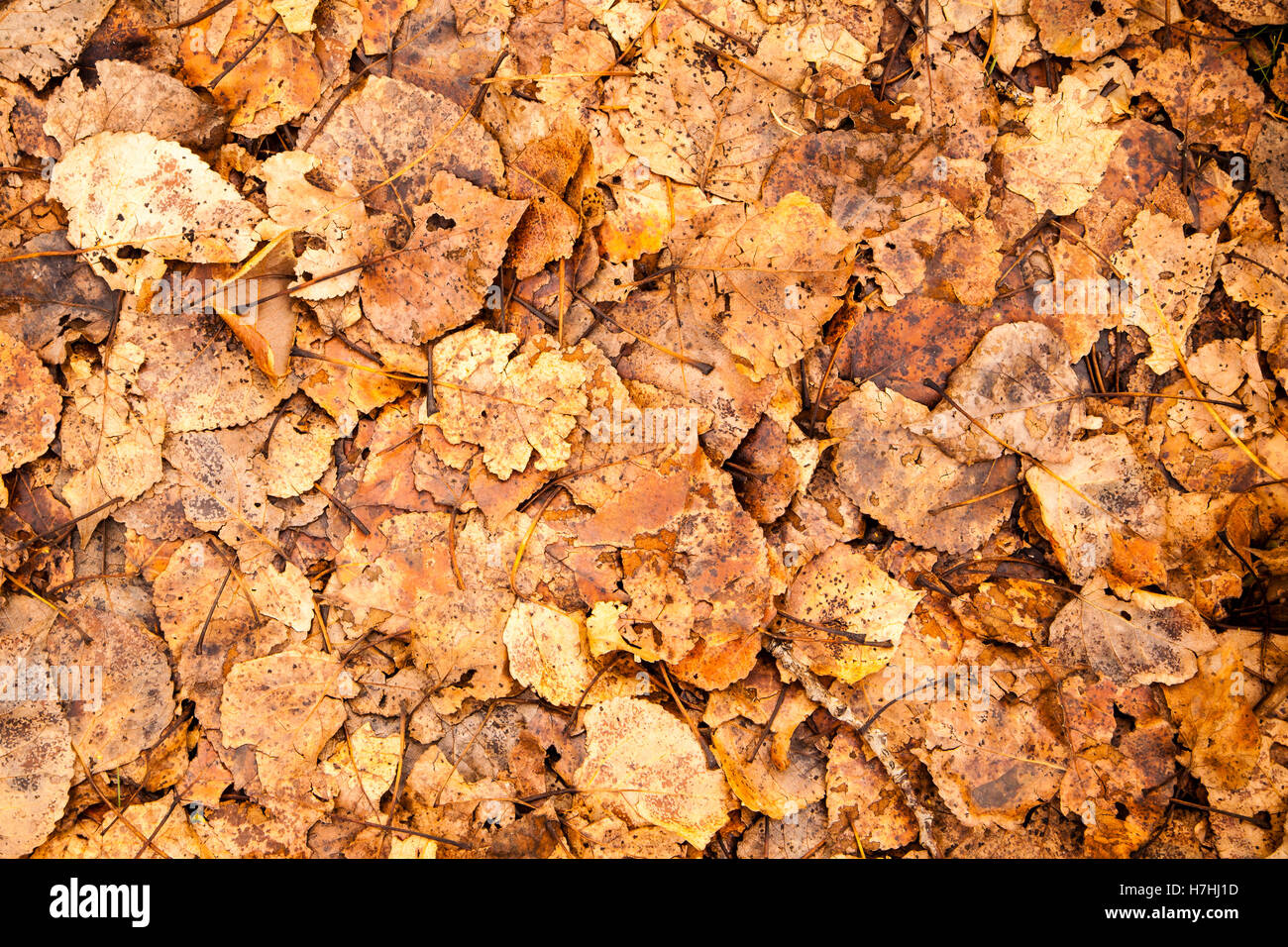 Abstract autumn leaves on forest floor Stock Photo