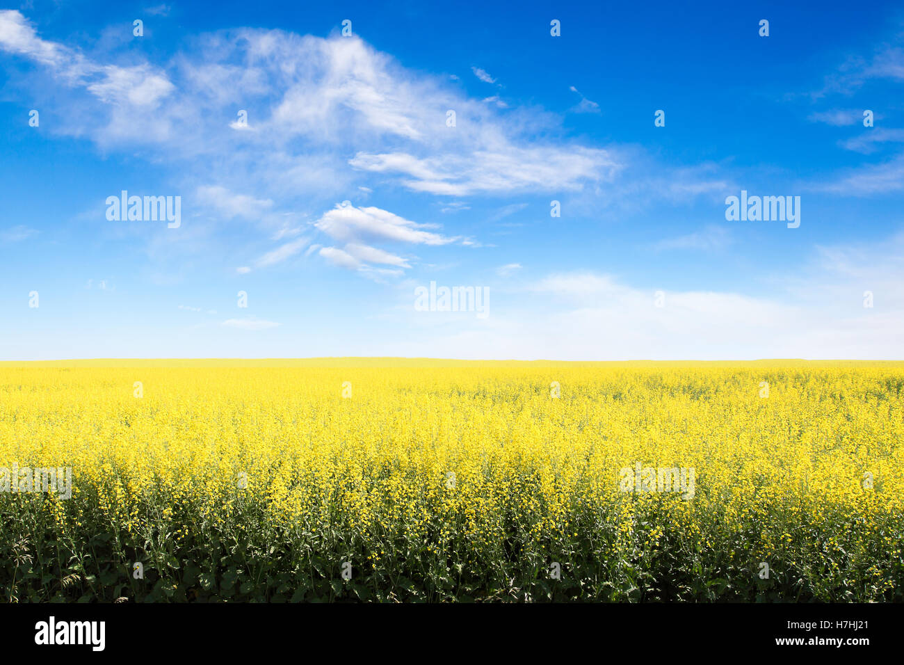 Rows of yellow canola field in Alberta against a blue sky with copy ...
