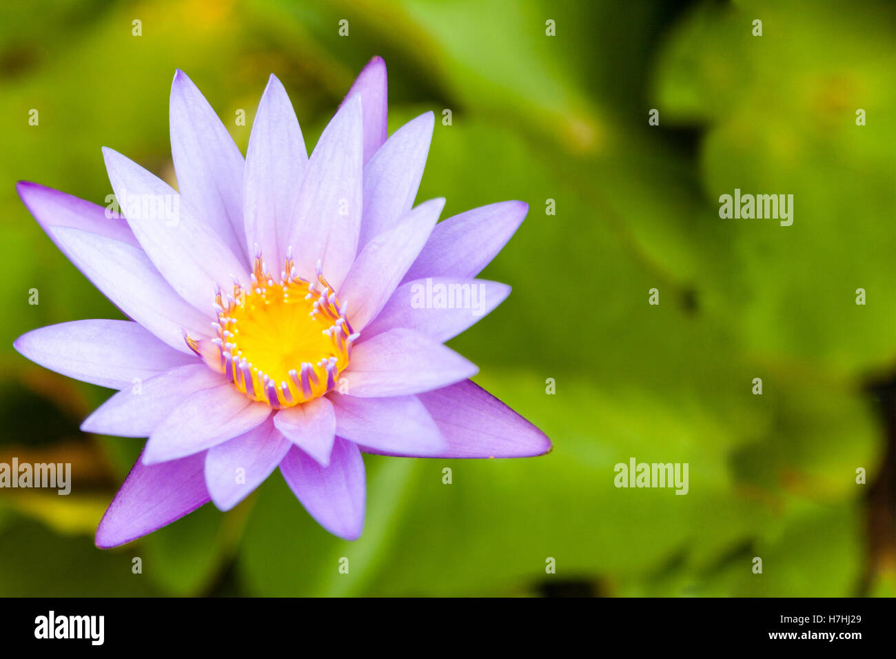 Selective focus of a beautiful Lotus Flower on a pond with copy space. Stock Photo