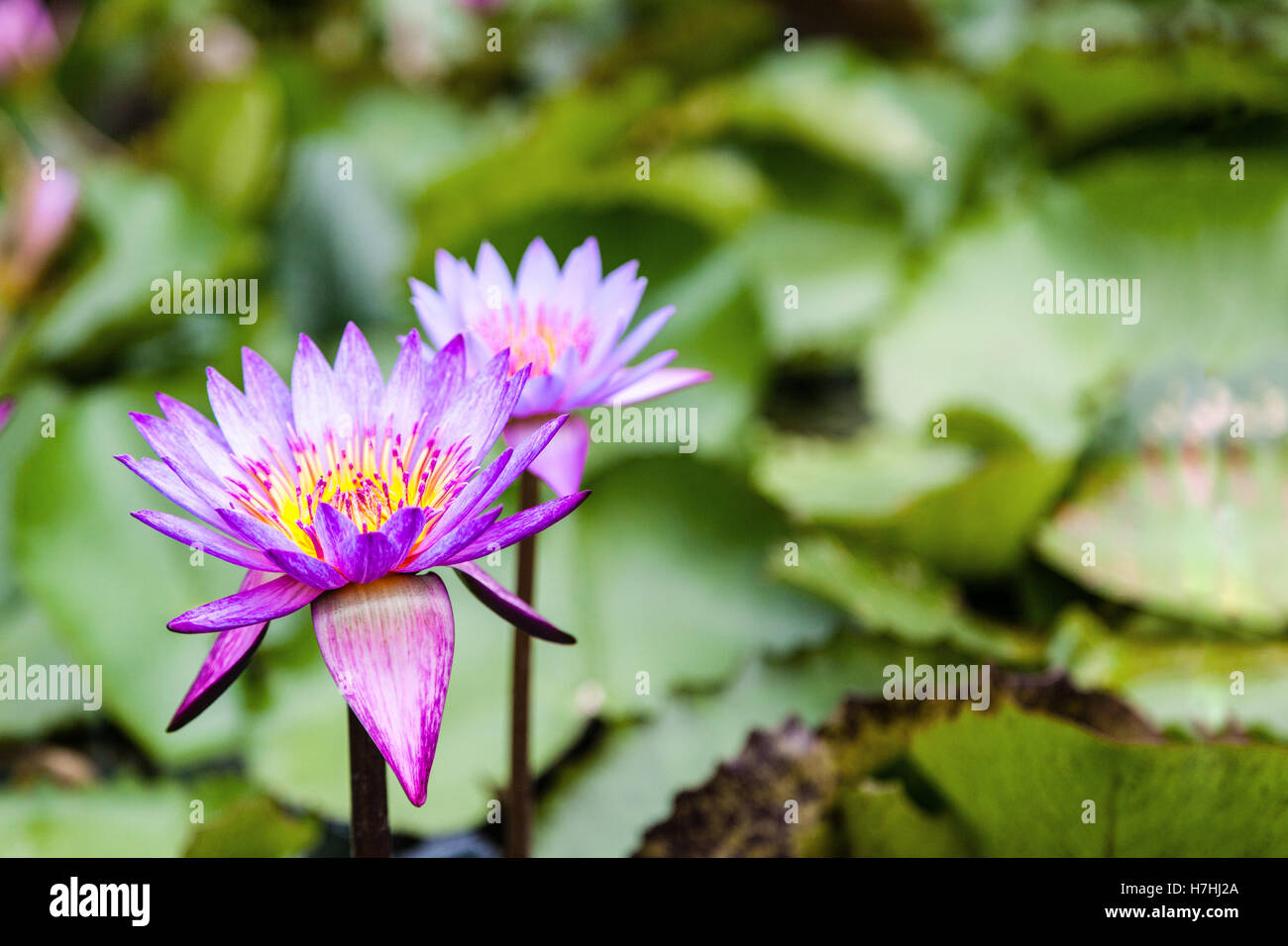Lotus Flowers Nelumbo Nucifera on a pond with selective focus and copy space. Stock Photo