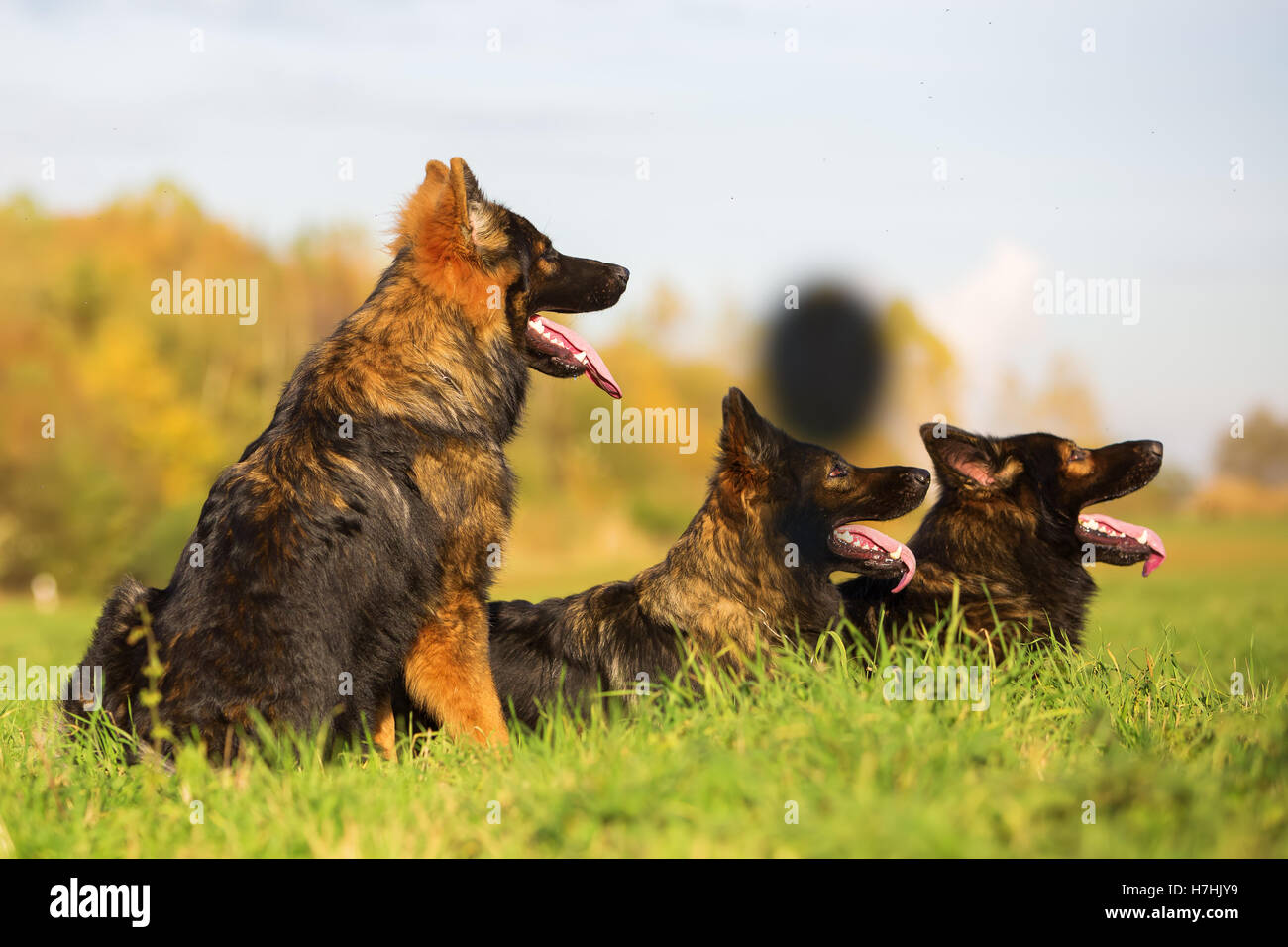 German Shepherd dogs lying on a meadow Stock Photo