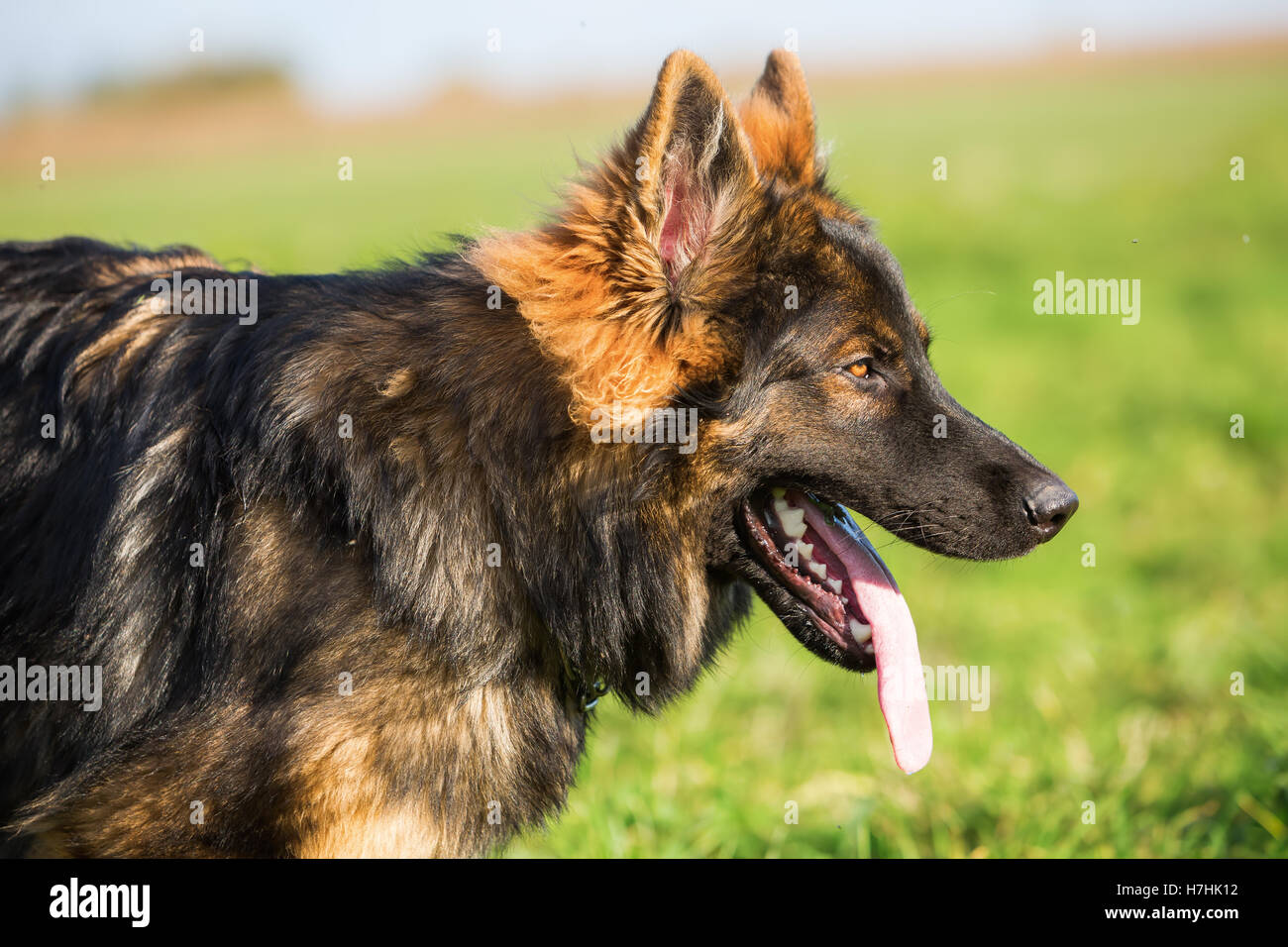 head portrait of a German Shepherd dog Stock Photo