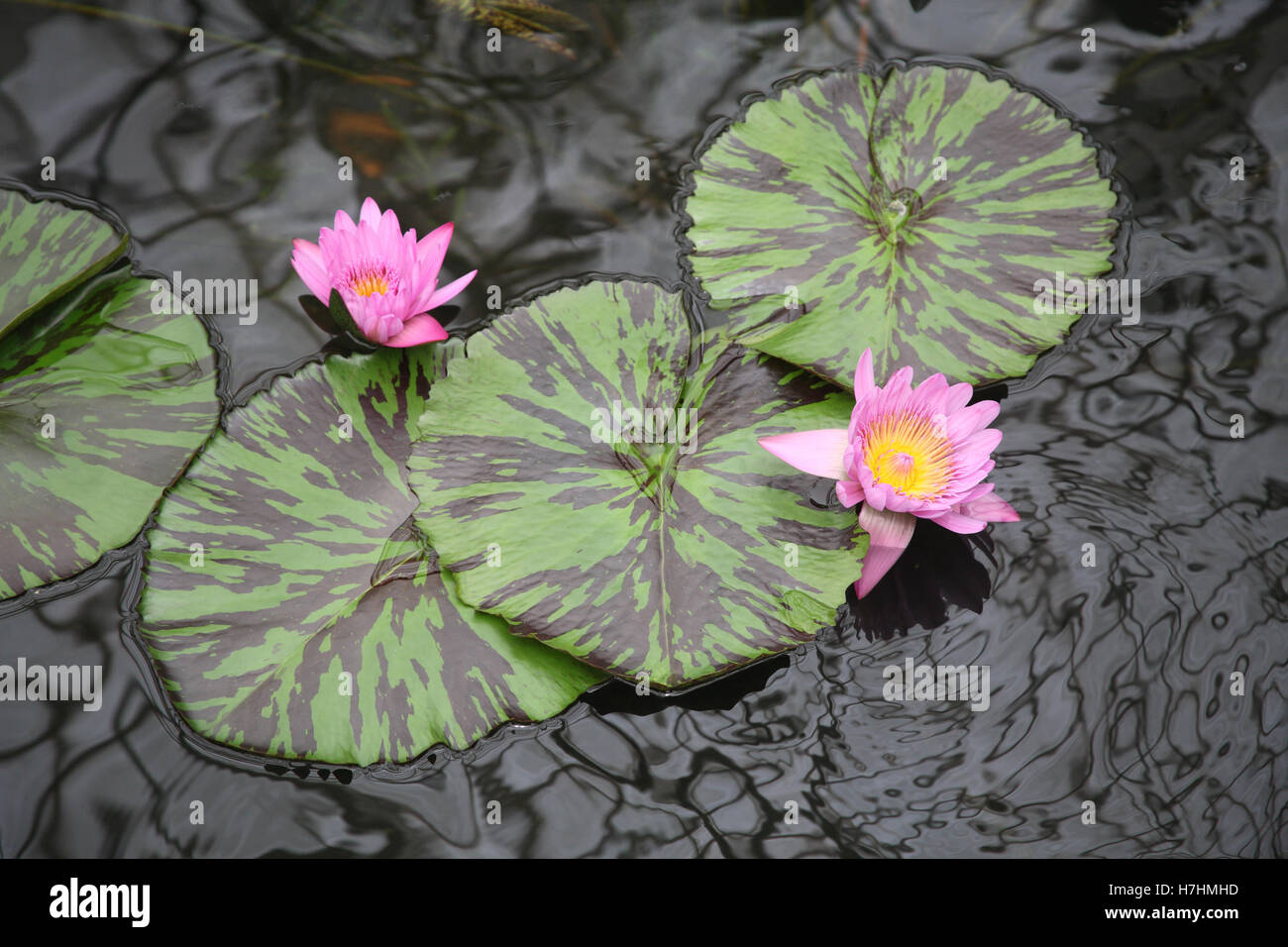 Water lilies and lily pads Stock Photo