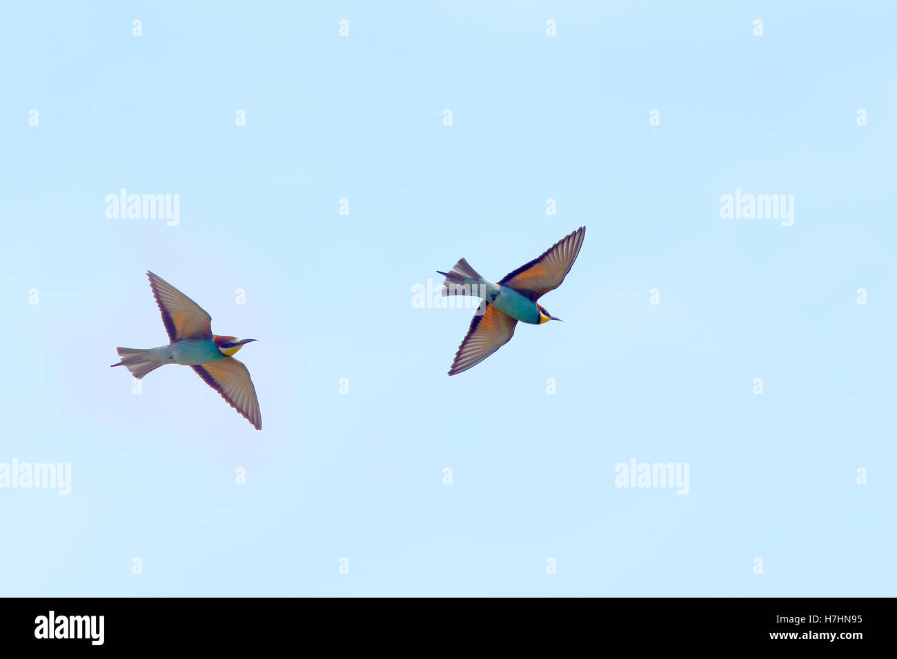 Two European Bee eaters Merops Apiaster In Flight Over The two-european-bee-eaters-merops-apiaster-in-flight-over-the