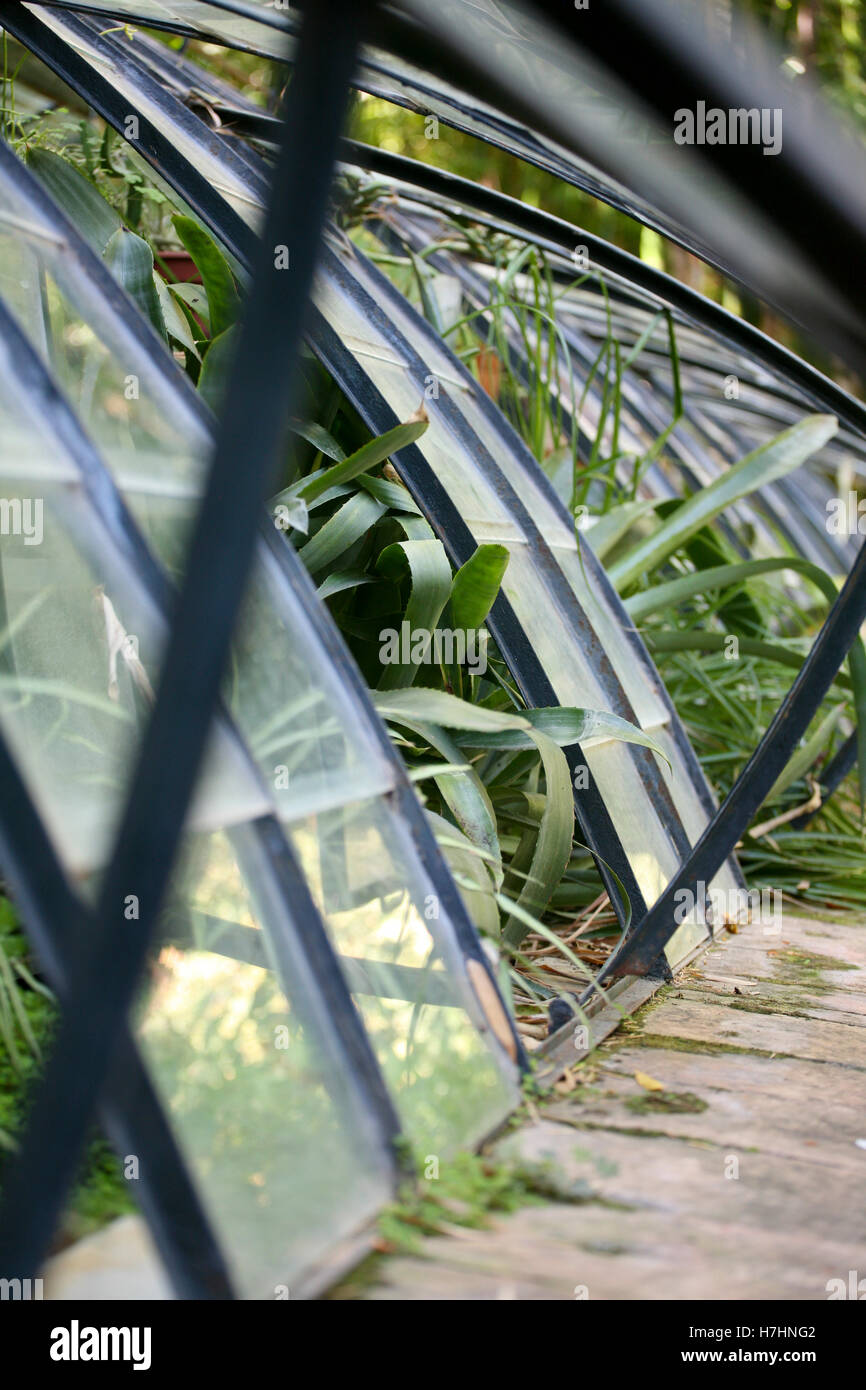 Plants growing out and through a glasshouse window Stock Photo
