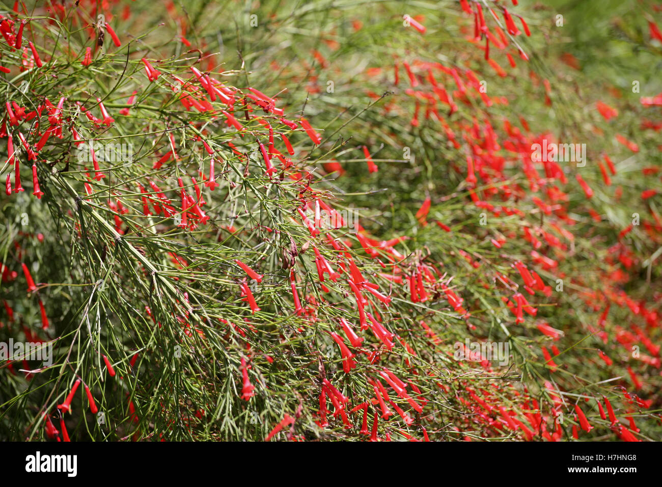 Russelia equisetiformis / Fire cracker plant / Fountain plant / Coral plant / Fountainbush / Coralblow, in flower Stock Photo