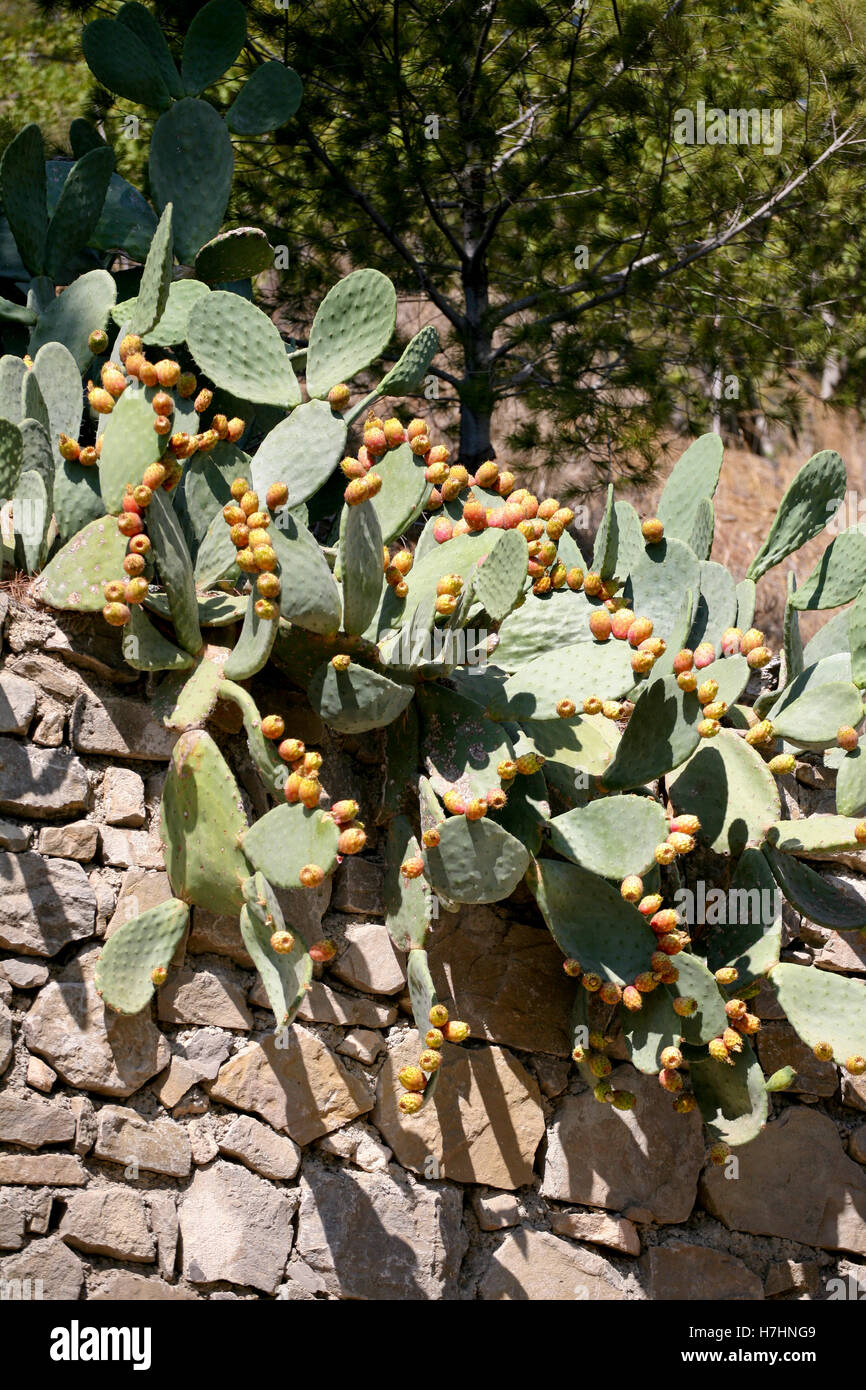 Opuntia / Prickly pear cactus with lots of yellow-orange fruit Stock Photo