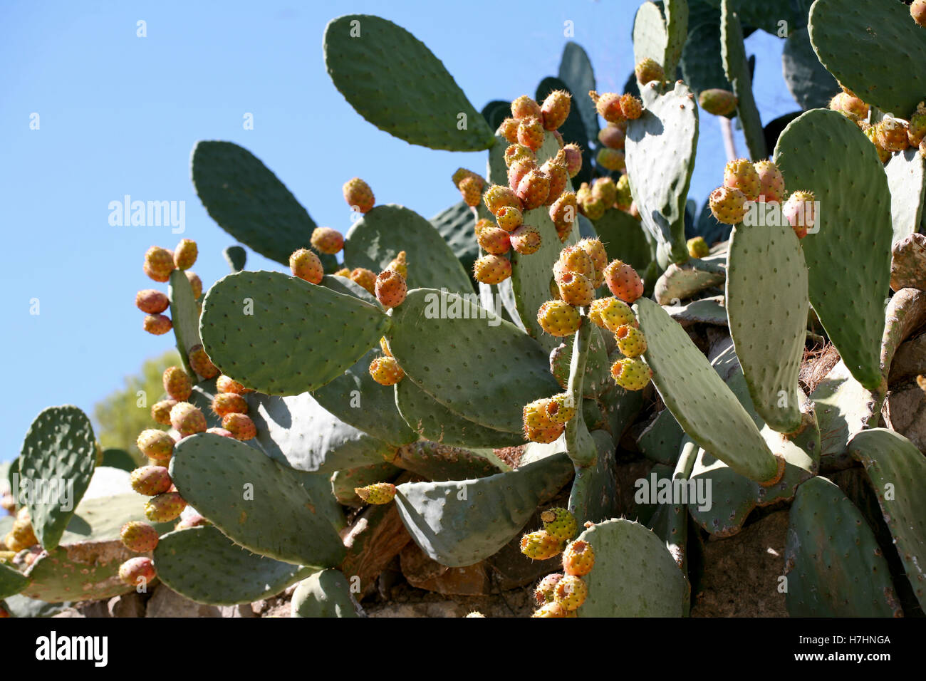 Opuntia / Prickly pear cactus with lots of yellow-orange fruit Stock Photo