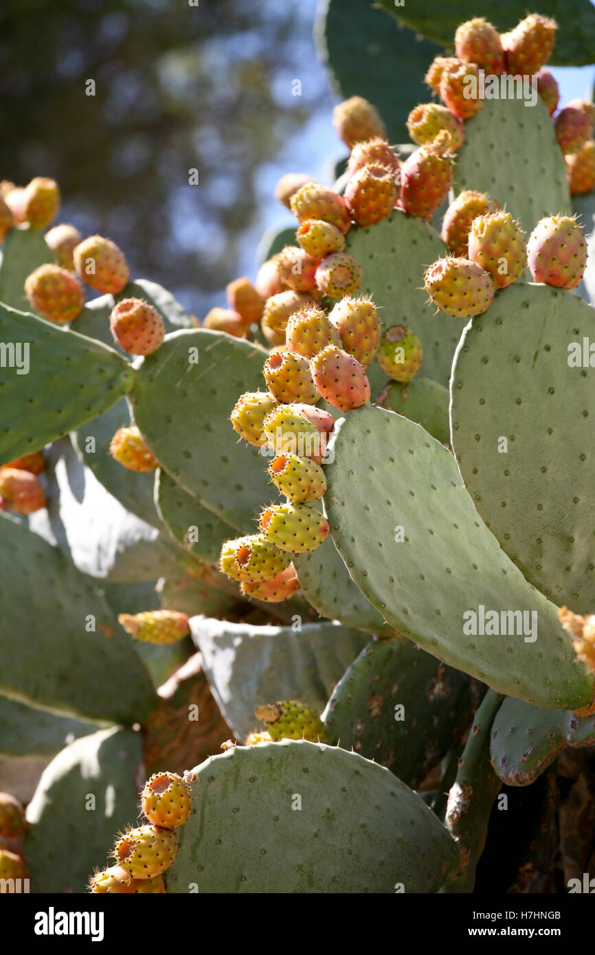 Opuntia / Prickly pear cactus with lots of yellow-orange fruit Stock Photo