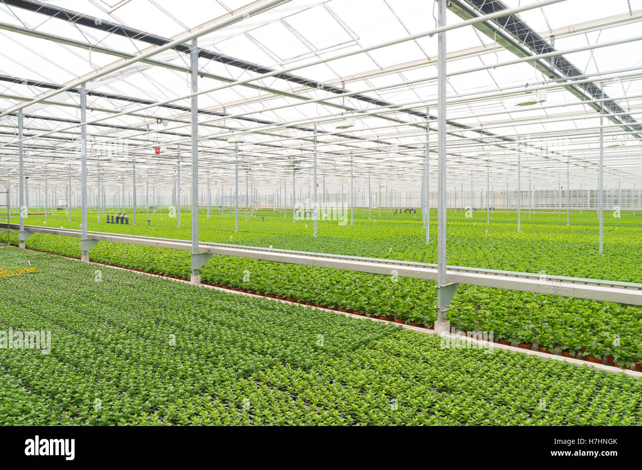 cultivation of flowers in a commercial greenhouse in the netherlands Stock Photo