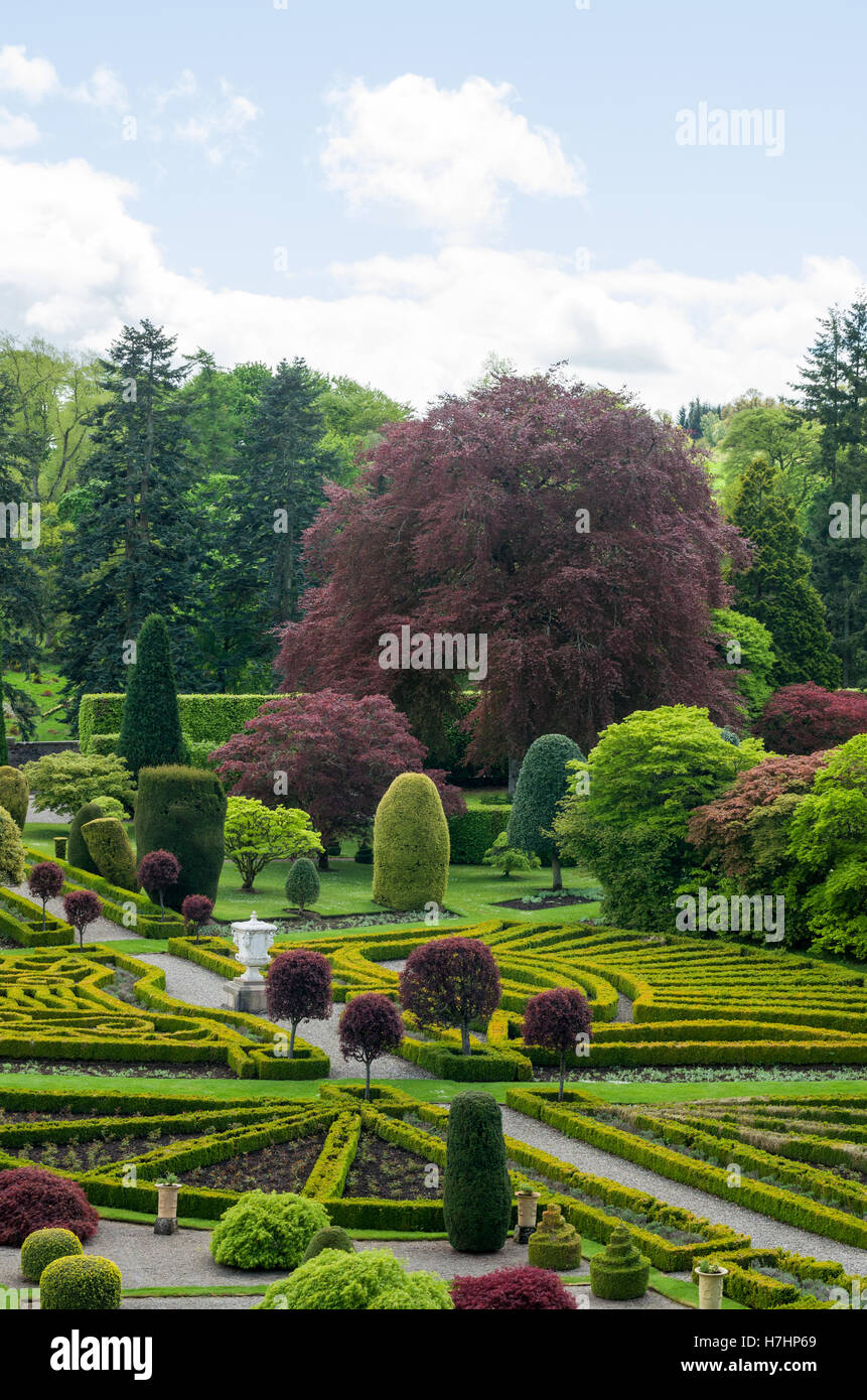 The copper beech tree planted by Queen Victoria at gardens of Drummond