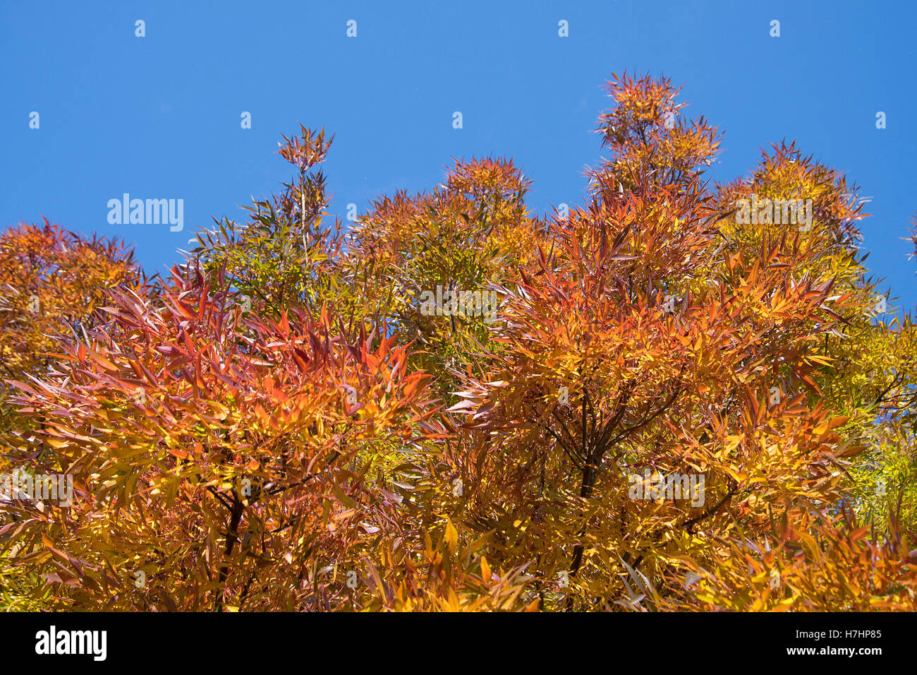 Beautiful autumnal colored leaves on trees in Primrose Hill, London. Stock Photo