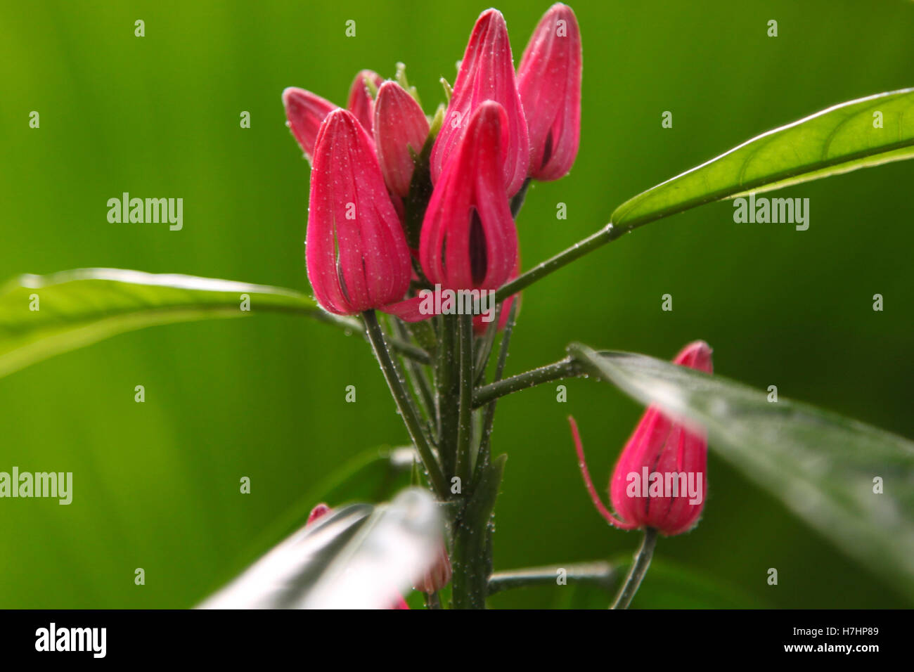 South east asia flora hi-res stock photography and images - Alamy