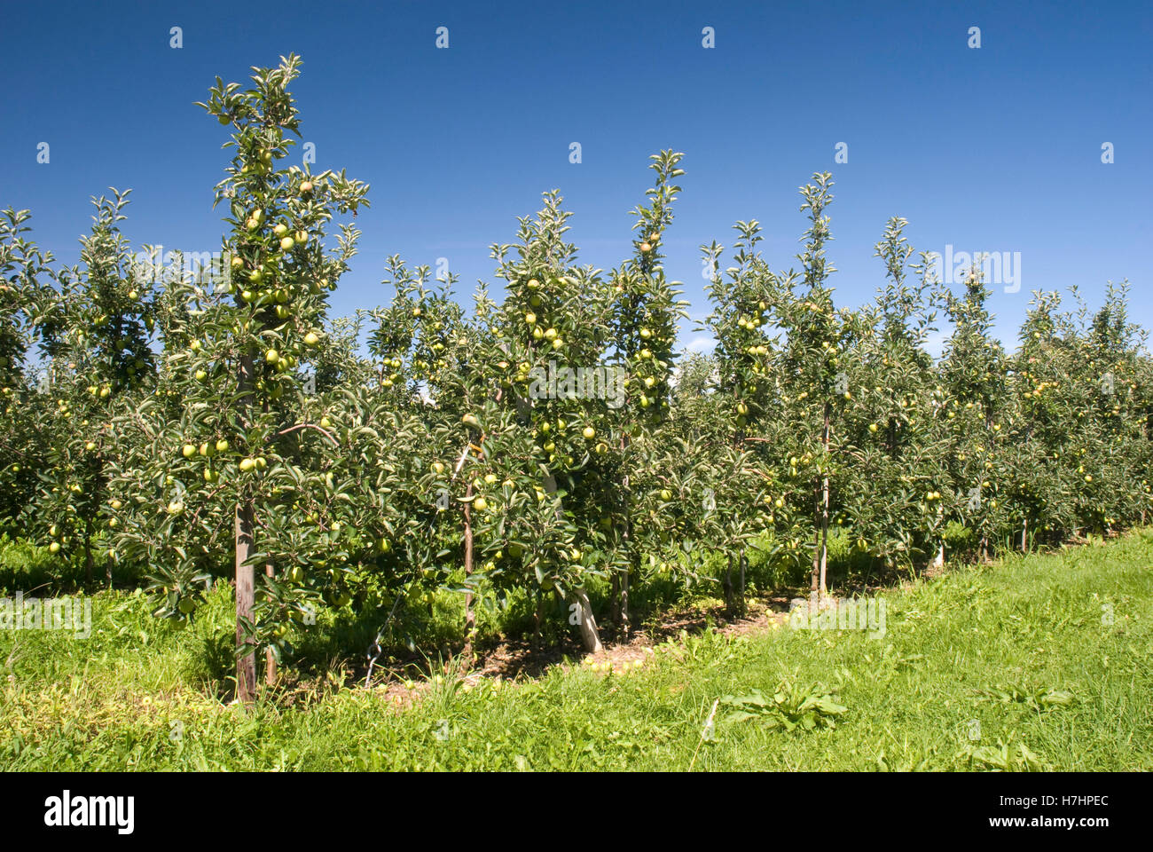 Half Standard High Resolution Stock Photography and Images Alamy