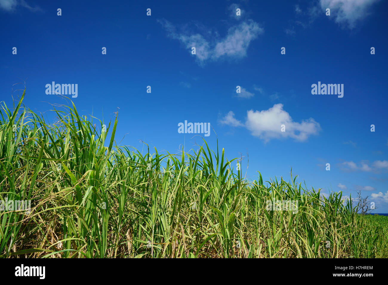 Sugar cane farm with blue sky at the background Stock Photo - Alamy