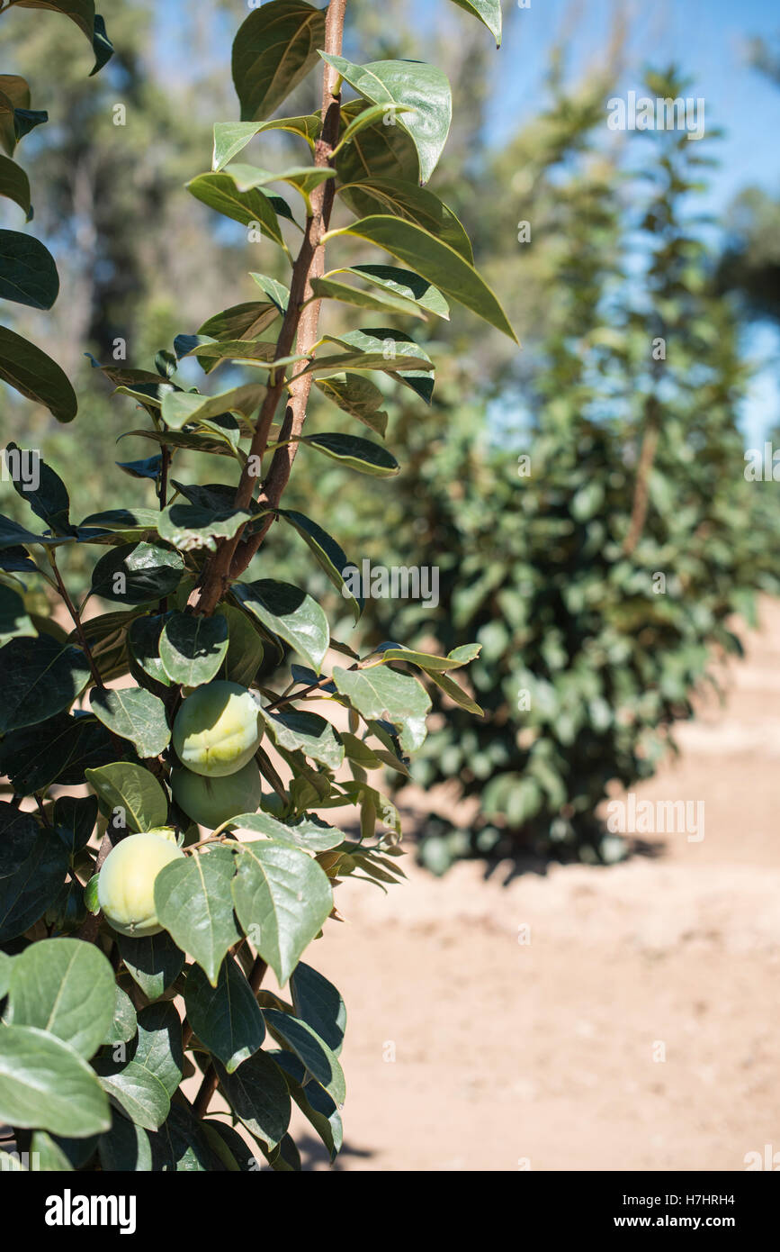 New zealand fruit trees hires stock photography and images Alamy