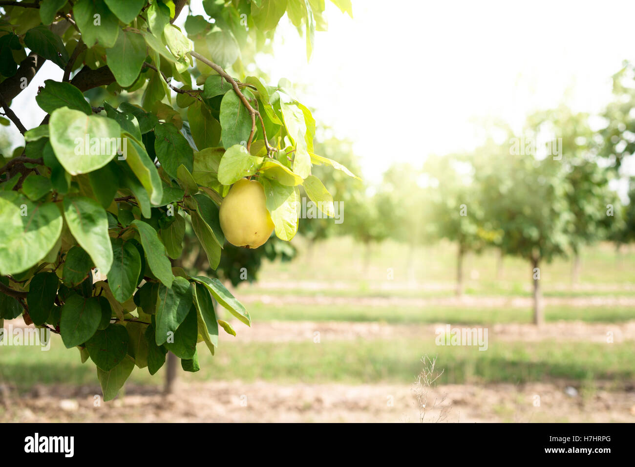 Quince orchard. Sunlight Stock Photo Alamy