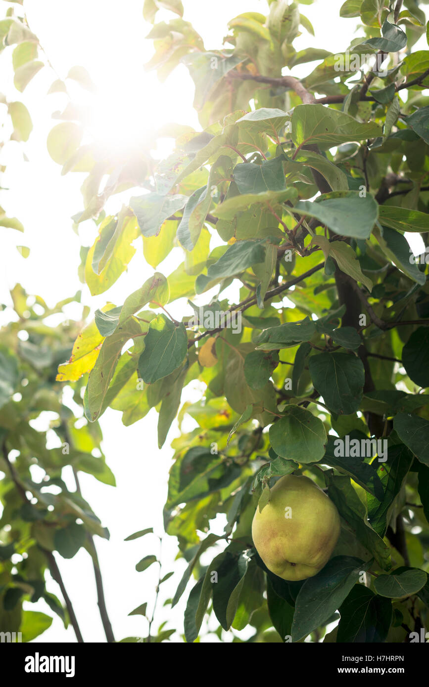 Quince orchard. Quince trees Stock Photo Alamy