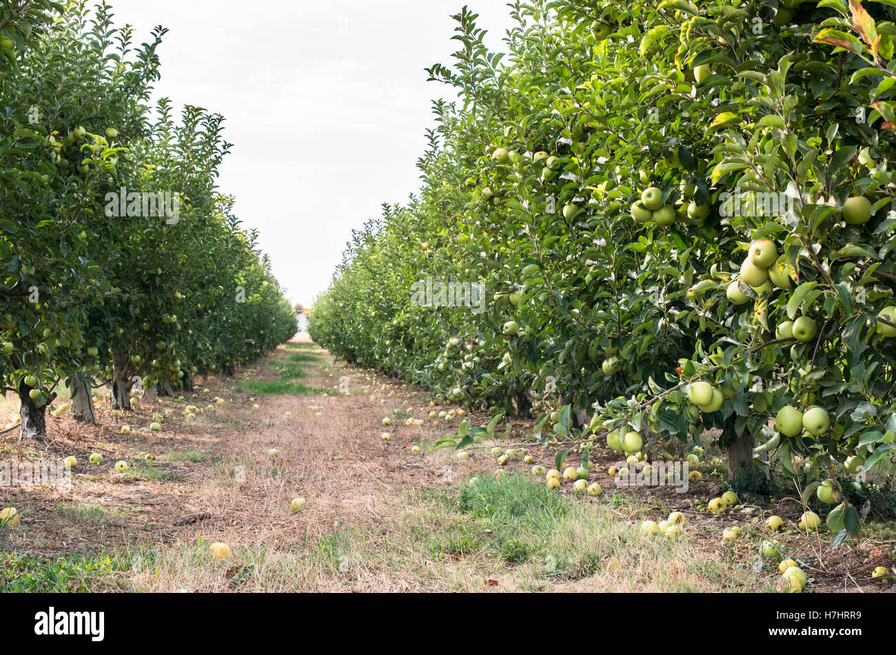 Green apples tree in the orchard Stock Photo Alamy
