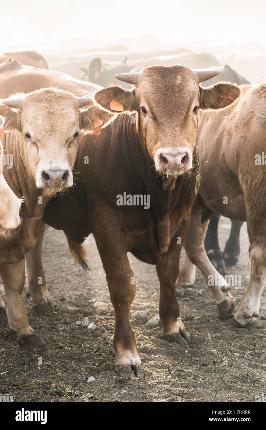 Calves in farm for veal Stock Photo Alamy