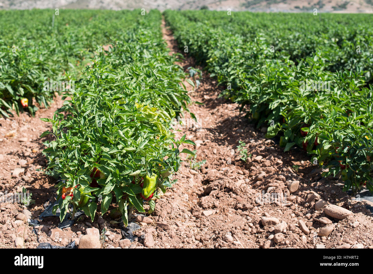 Growing peppers in garden hi-res stock photography and images - Alamy