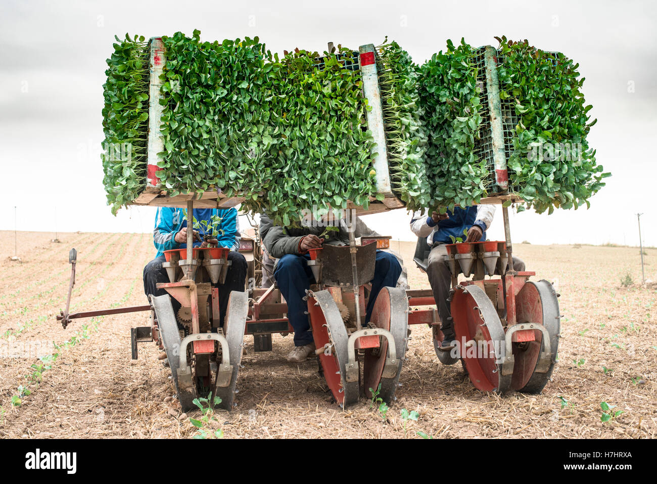 Planting seedlings machine on the field Stock Photo