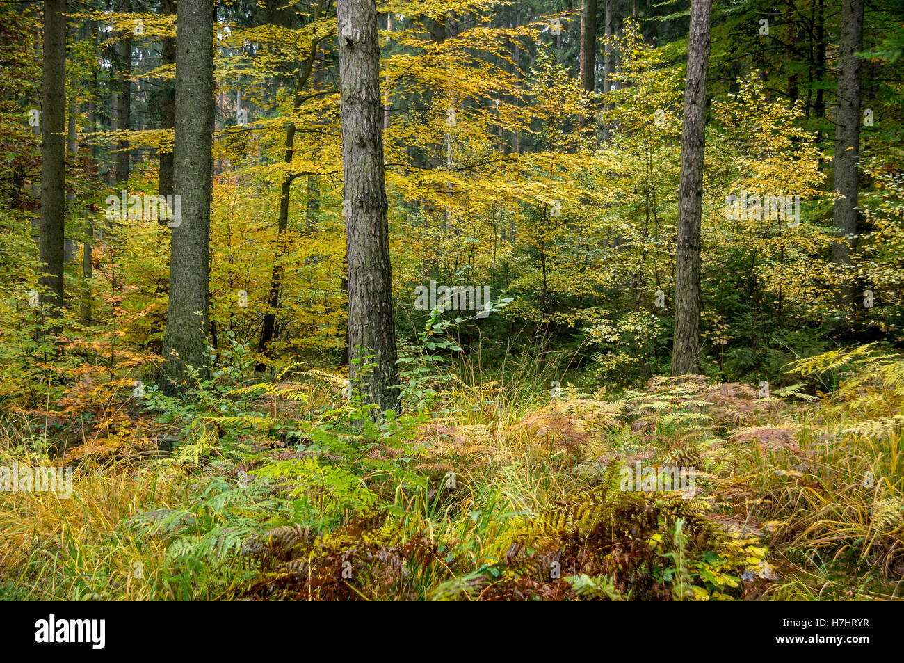 Central European colorful mixed forest in autumn Stock Photo