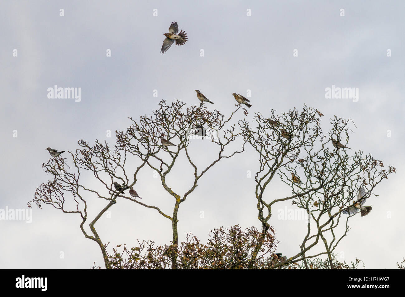 Flock of fieldfares, having arrived on migration, some in flight, in the treetops Stock Photo