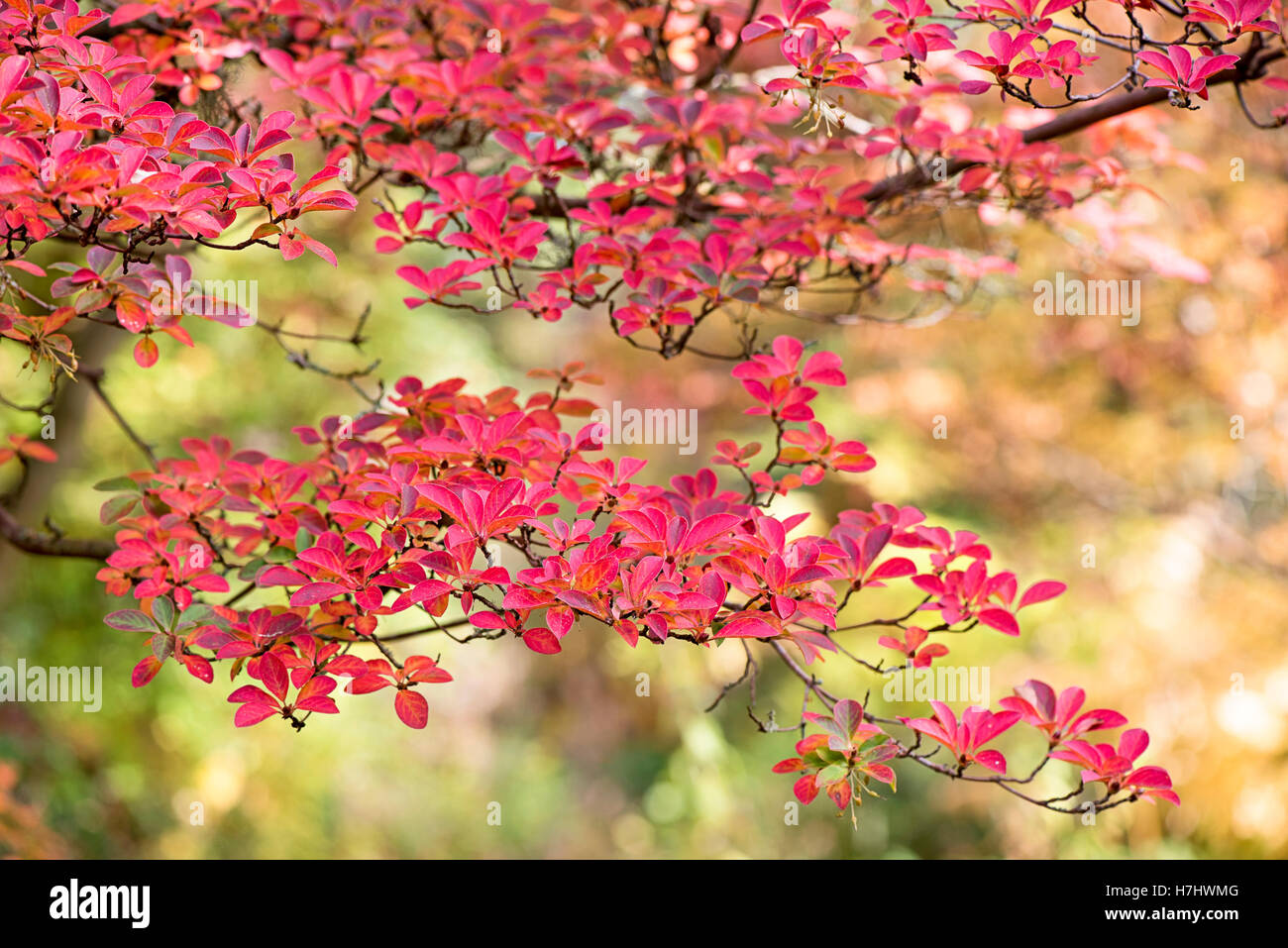 Autumn Colored Red Leaves Stock Photo