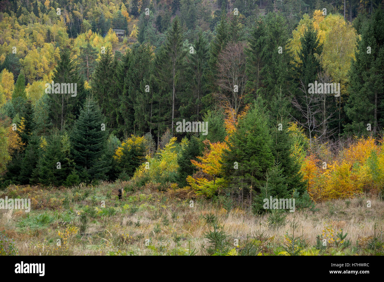 Central European colorful mixed forest in autumn Stock Photo