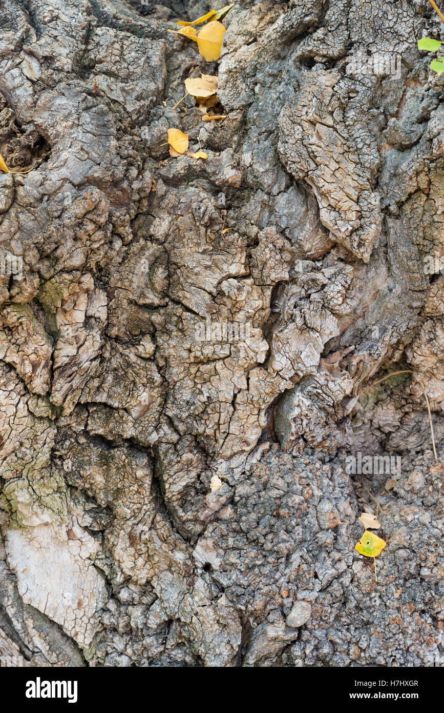Closeup texture of old tree bark, natural detailed photo background Stock Photo