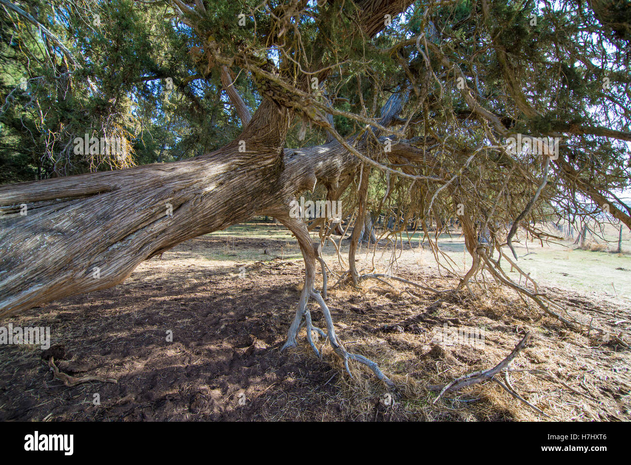 Forest of juniperus (Juniperus thurifera) in the province of Soria, Spain Stock Photo