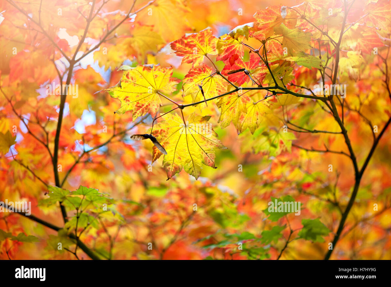 Autumn Colored Yellow Leaves Stock Photo