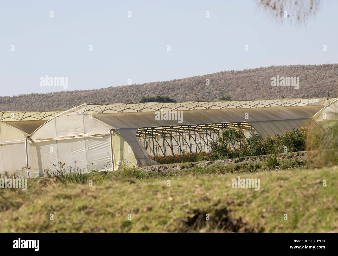 Flower farm development close to shoreline of Lake Naivasha Kenya Stock Photo