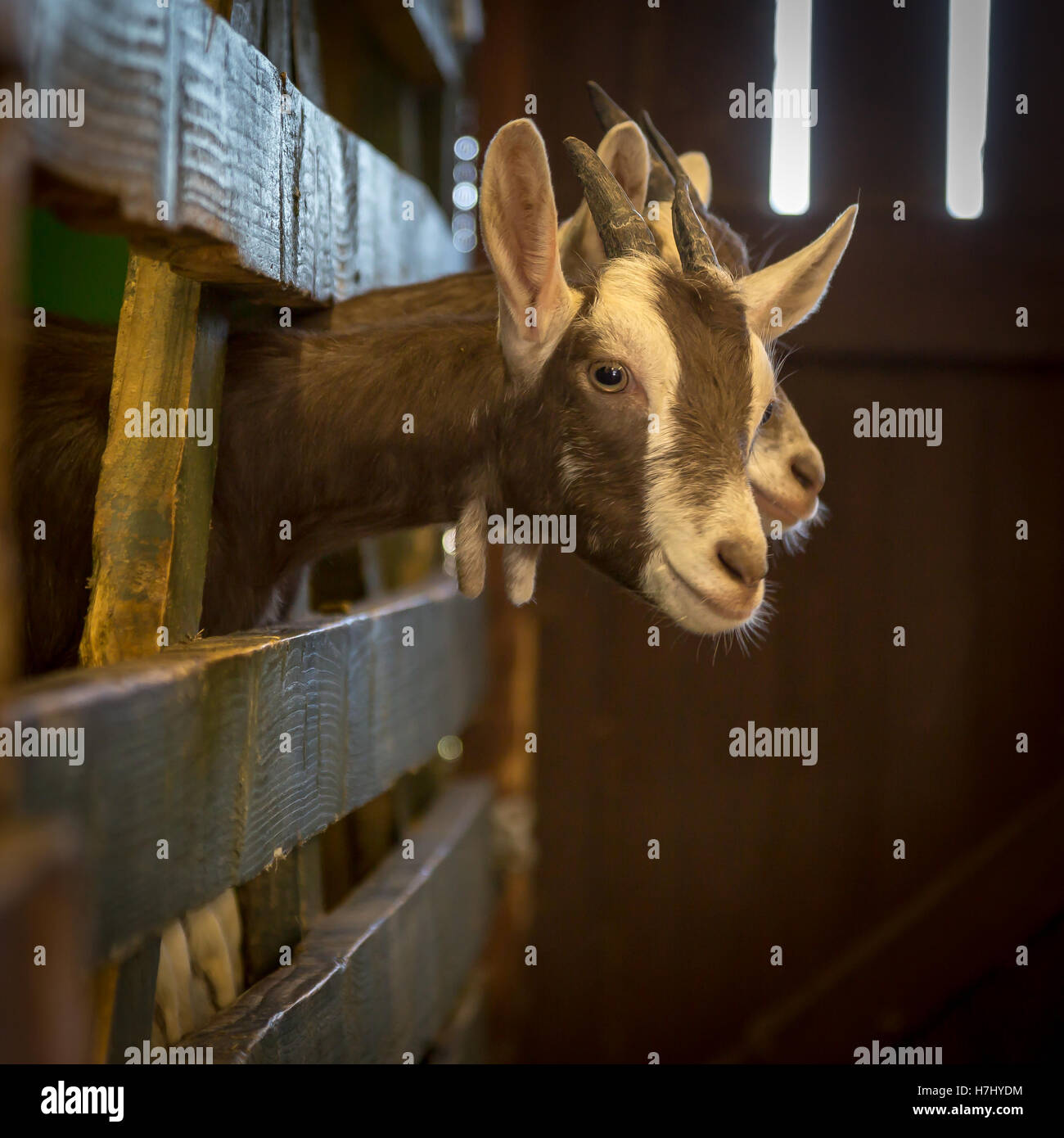 Goats in an indoor barn Stock Photo Alamy