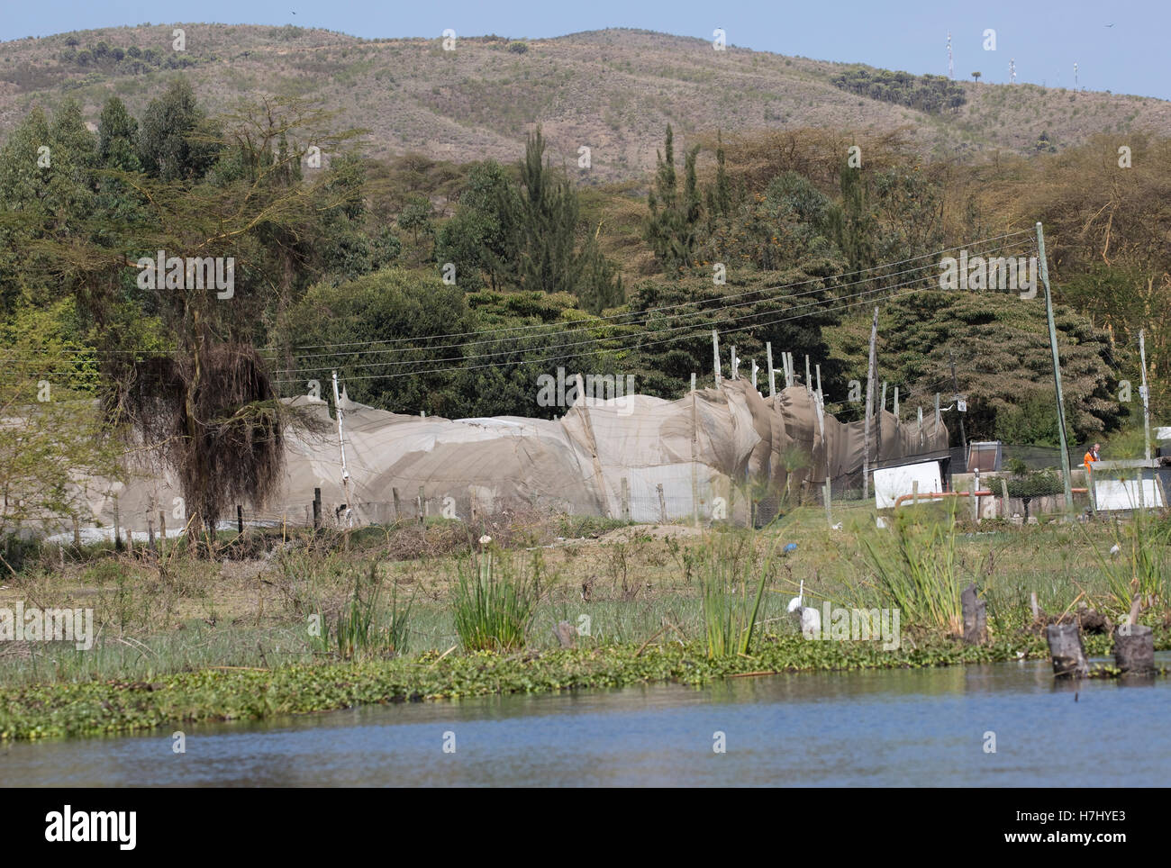 Flower farm development close to shoreline of Lake Naivasha Kenya Stock Photo