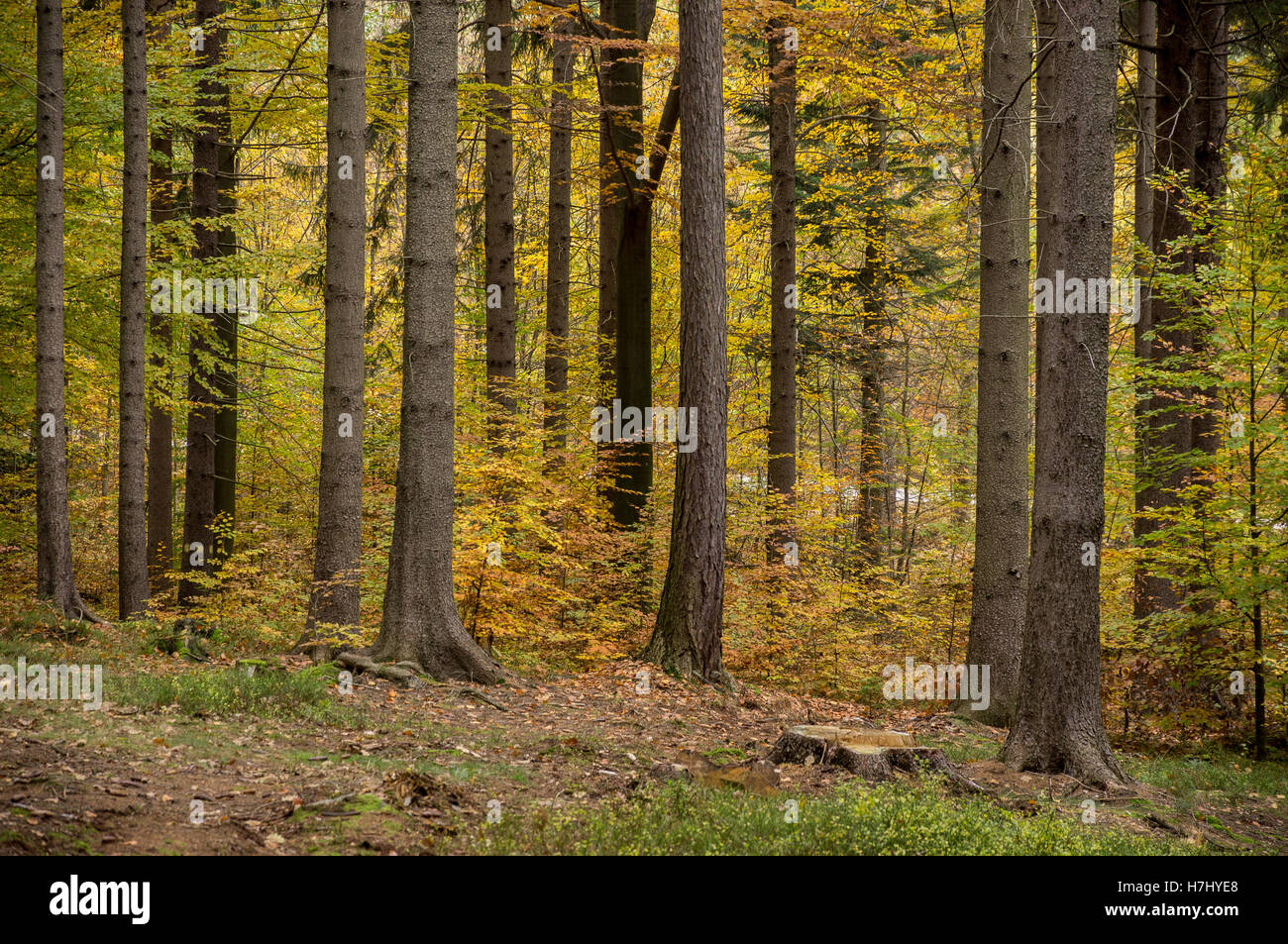 Central European colorful mixed forest in autumn Stock Photo