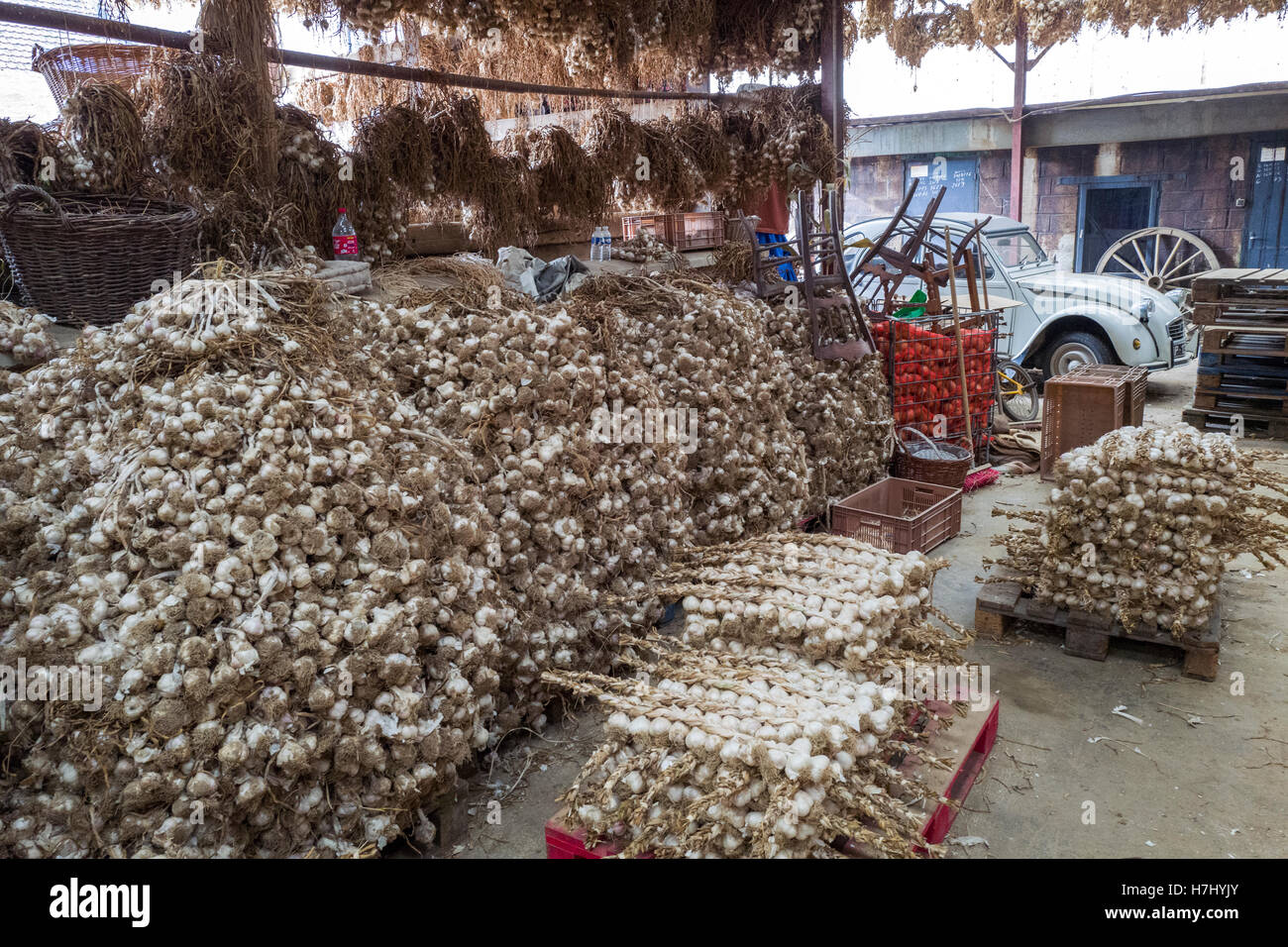 garlic farming in France Stock Photo Alamy