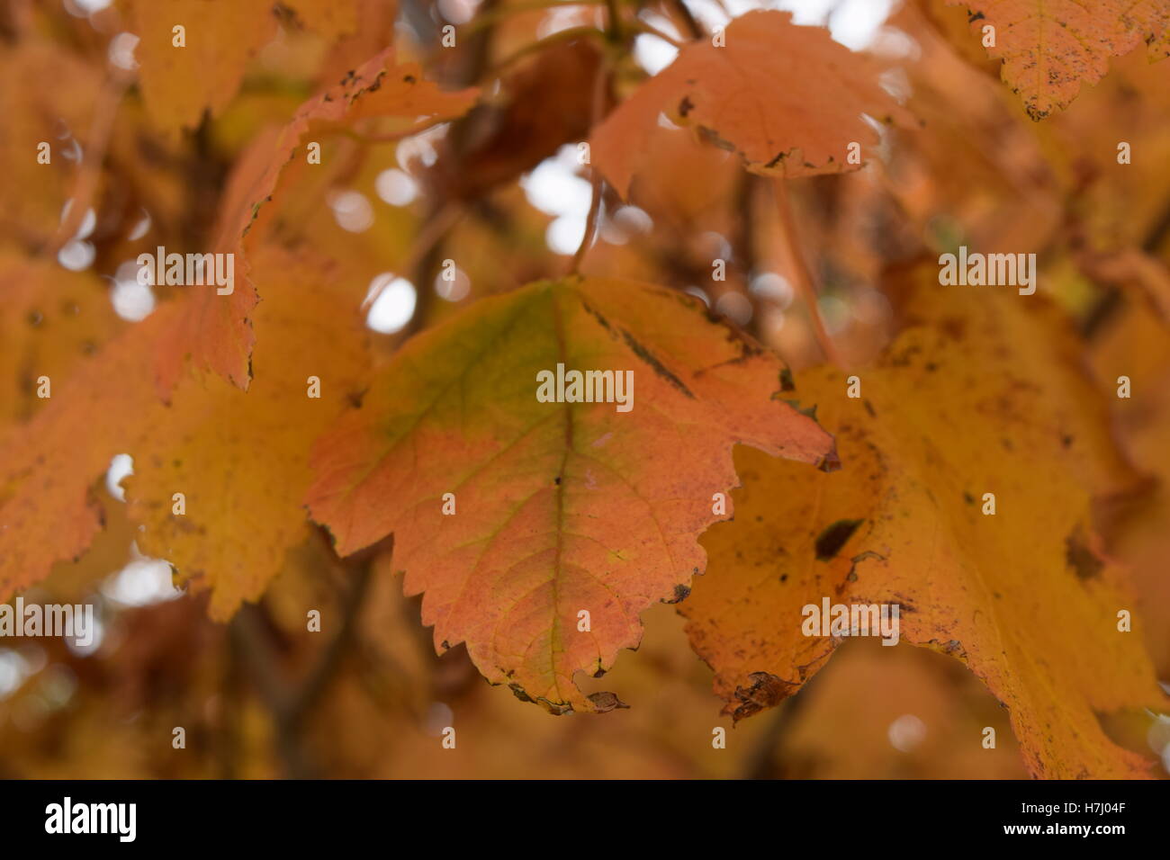 Close up Poplar leaves changing colors in Northern Maine  New England Fall Foliage Stock Photo