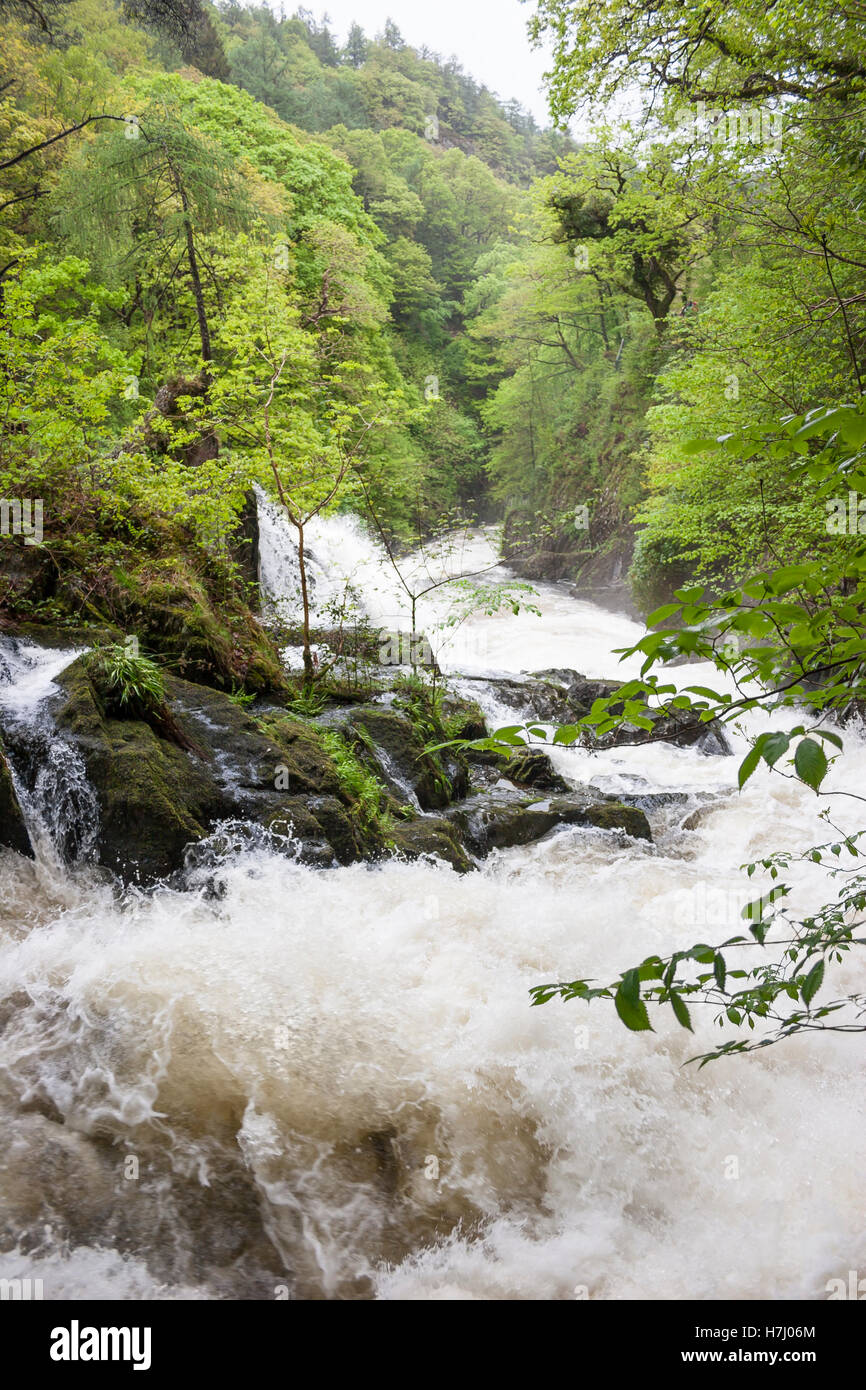 Fairy falls waterfall in North Wales UK  raging torrent in flood Stock Photo