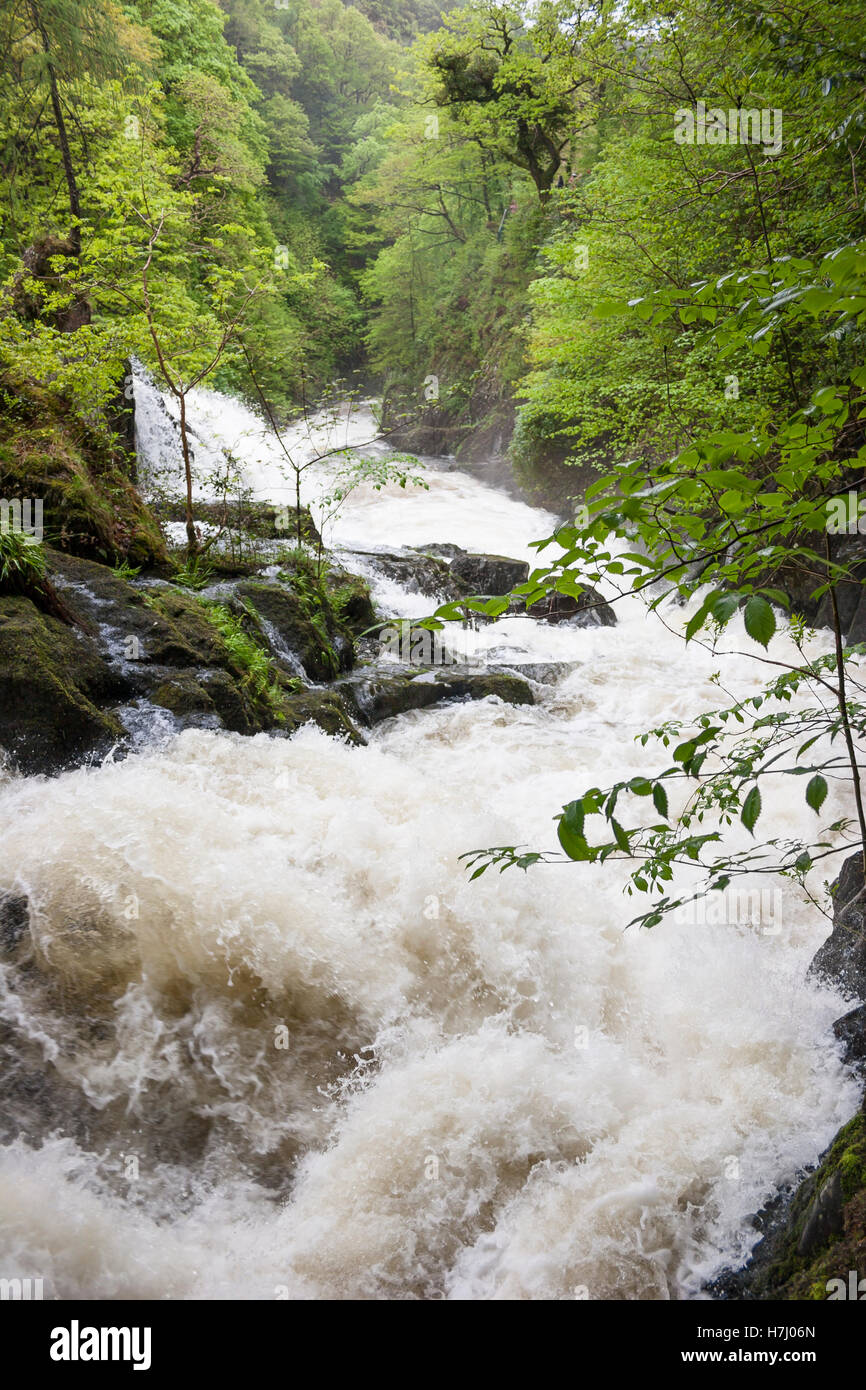 Fairy falls waterfall in North Wales UK  raging torrent in flood Stock Photo