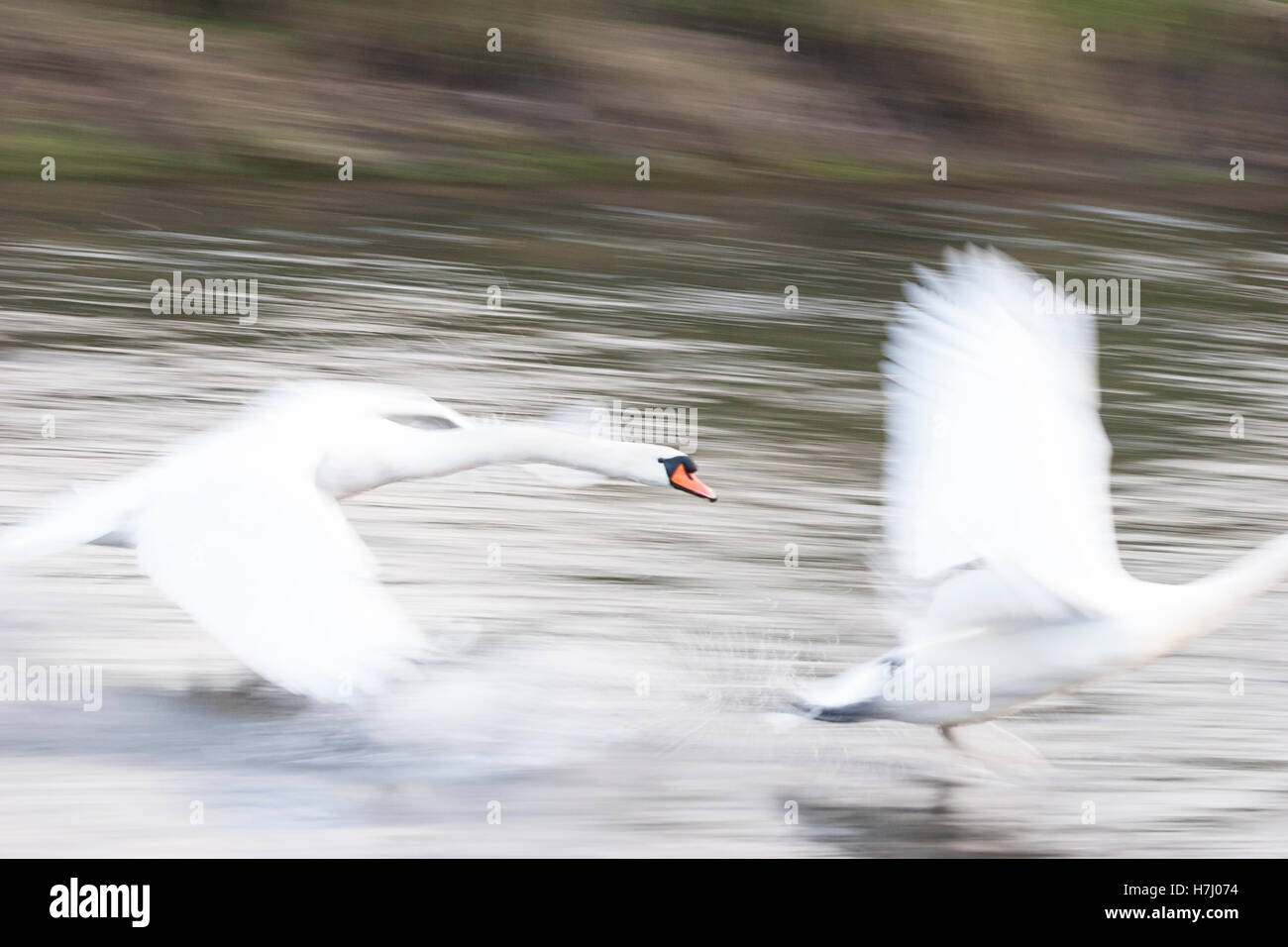 mute swan aggressively chasing rival motion blur Stock Photo