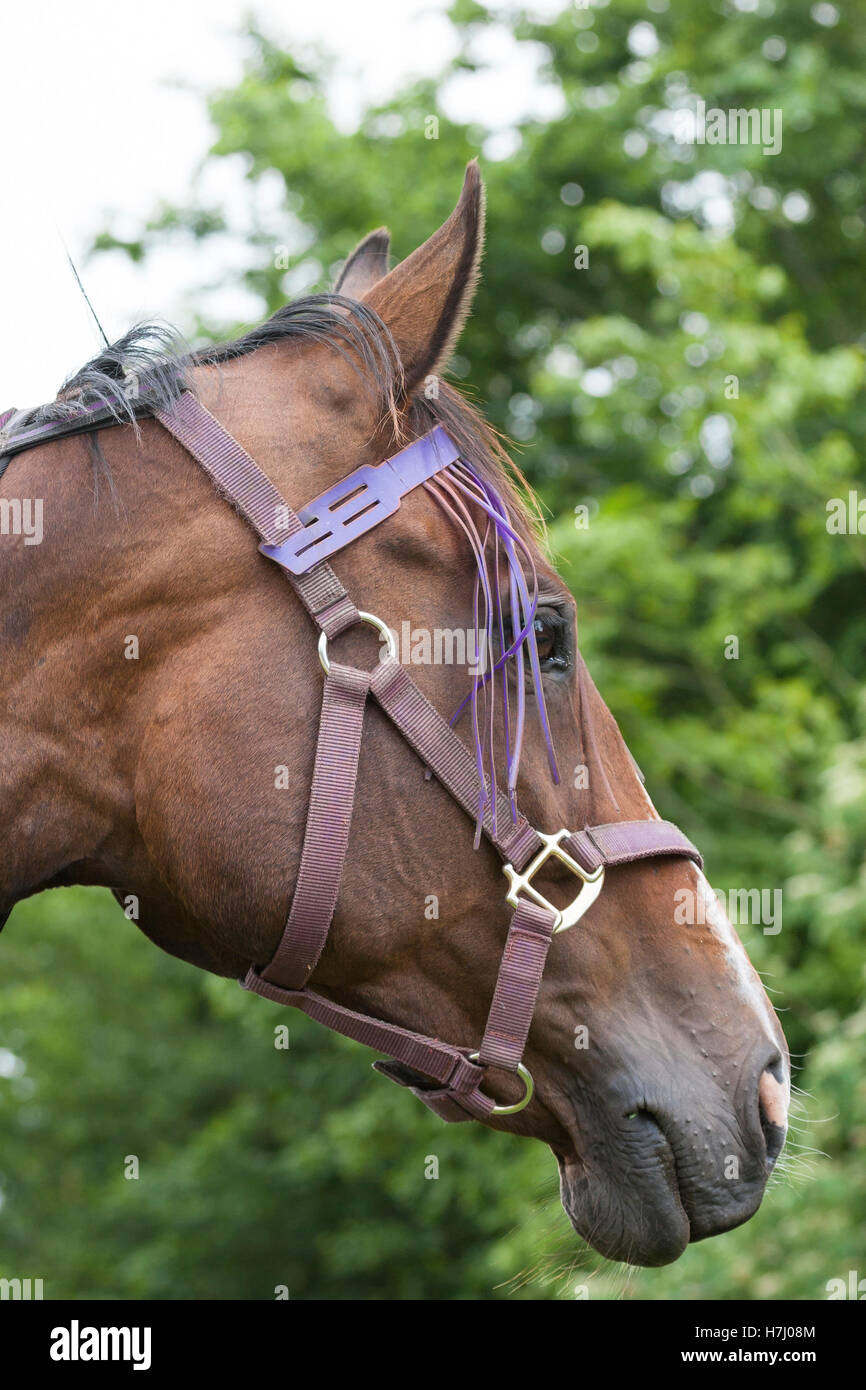 horses head closeup in purple halter Stock Photo Alamy